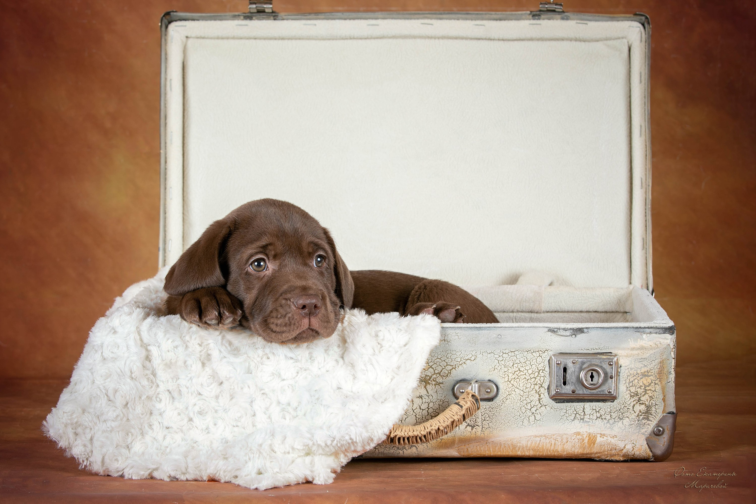 Галерея щенков. Фотограф-анималист в Омске Екатерина Маричева