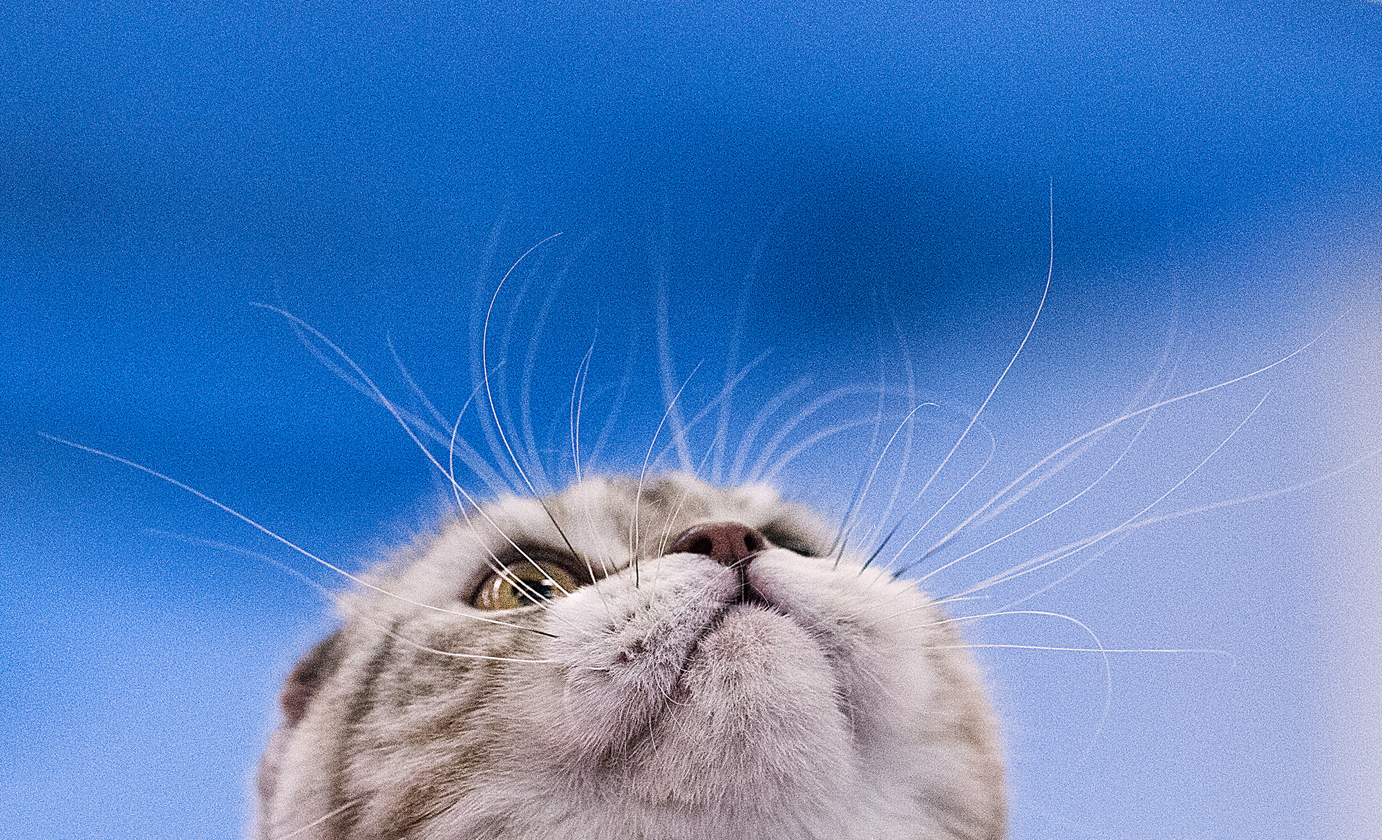- выставки кошек. Photographer  Valeriy Velikov