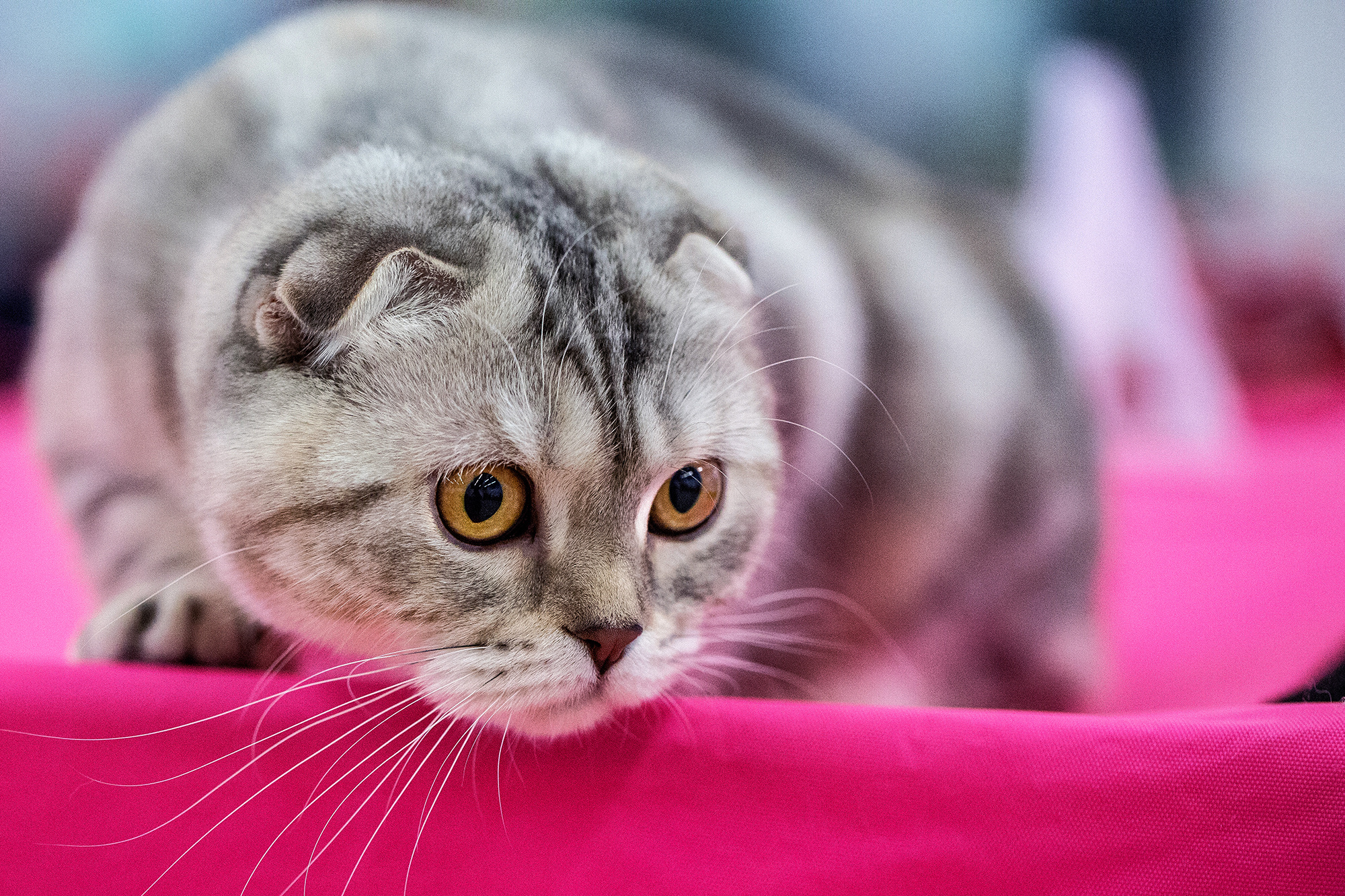 - выставки кошек. Photographer  Valeriy Velikov
