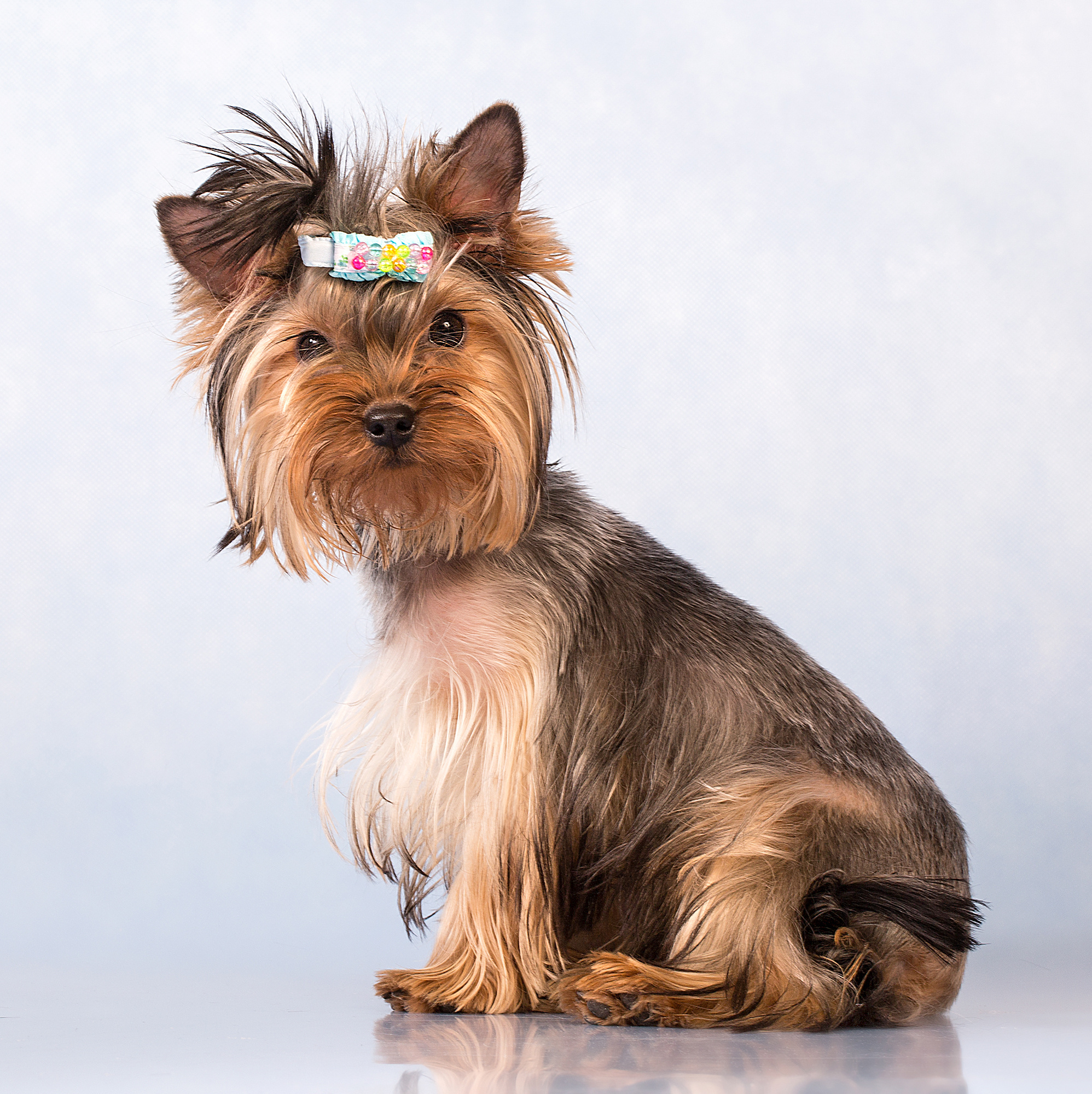 - cтудия Dogs & Cats. Photographer  Valeriy Velikov