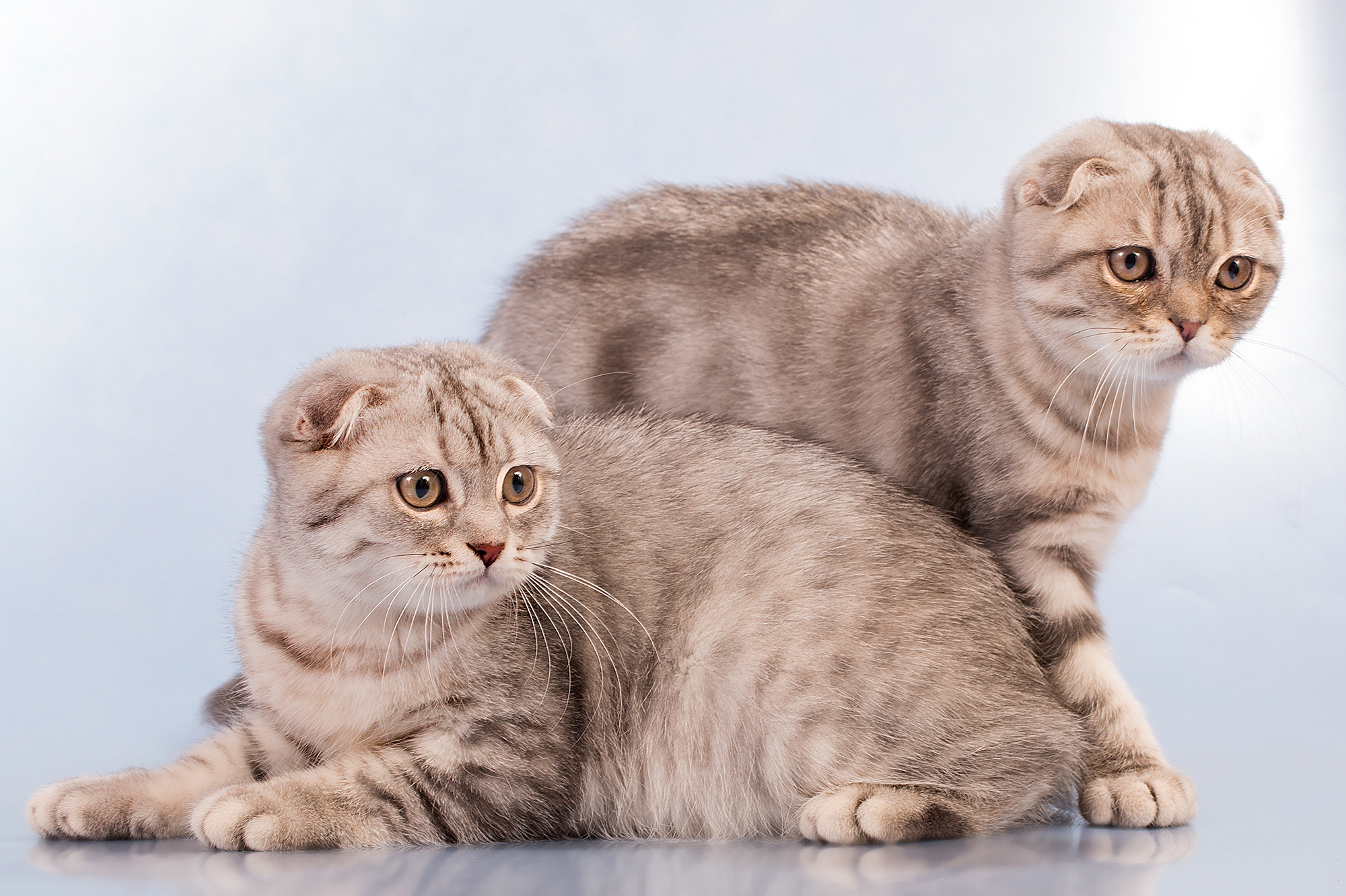 - cтудия Dogs & Cats. Photographer  Valeriy Velikov