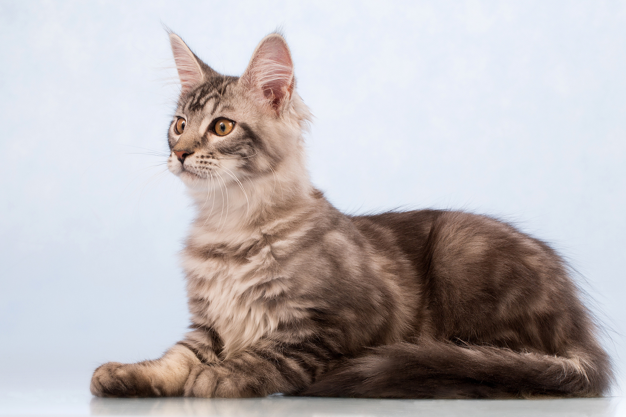 - cтудия Dogs & Cats. Photographer  Valeriy Velikov