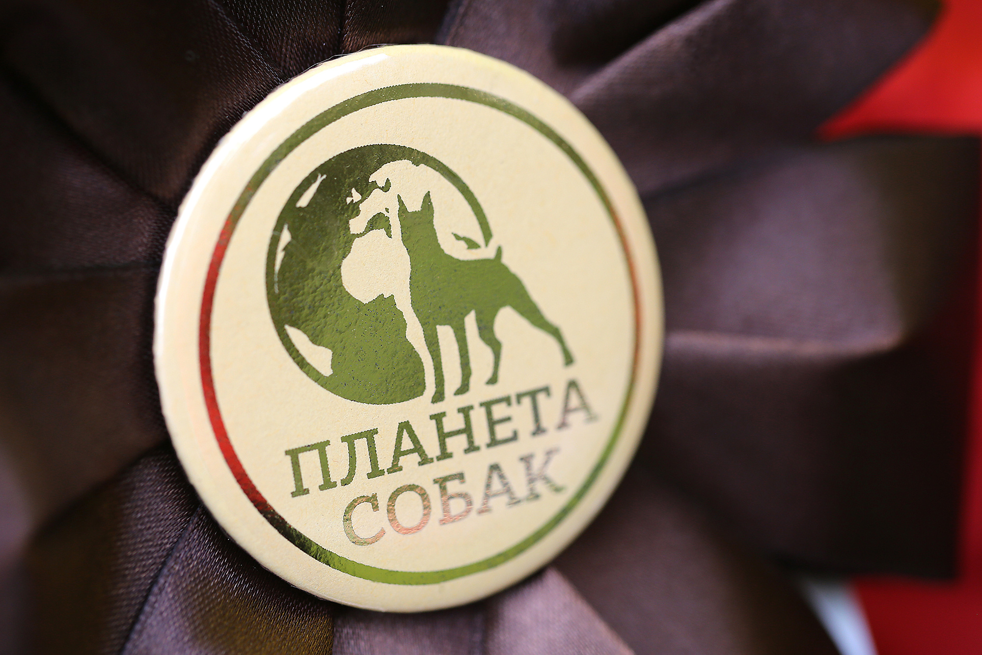 - выставки собак. Photographer  Valeriy Velikov