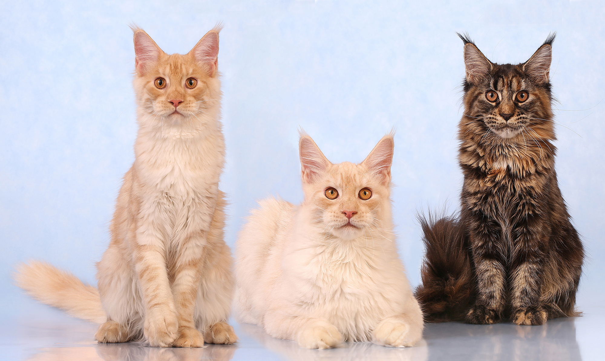 - cтудия Dogs & Cats. Photographer  Valeriy Velikov