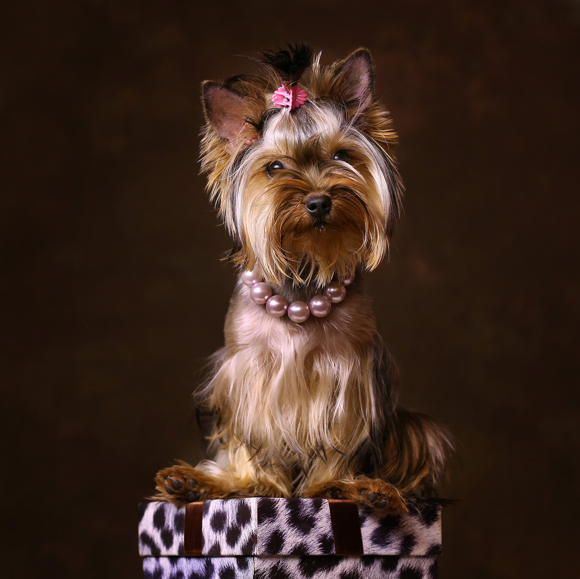 - cтудия Dogs & Cats. Photographer  Valeriy Velikov