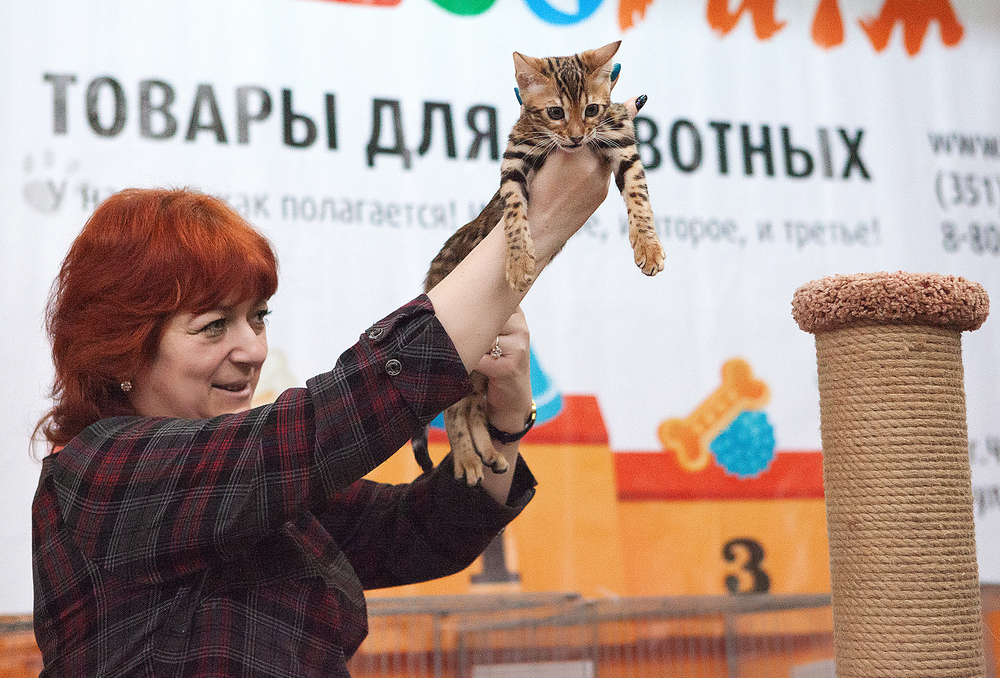 - выставки кошек. Photographer  Valeriy Velikov