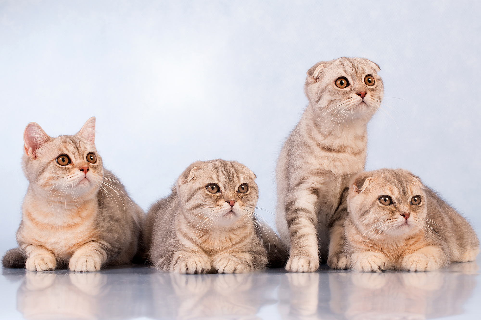 - cтудия Dogs & Cats. Photographer  Valeriy Velikov