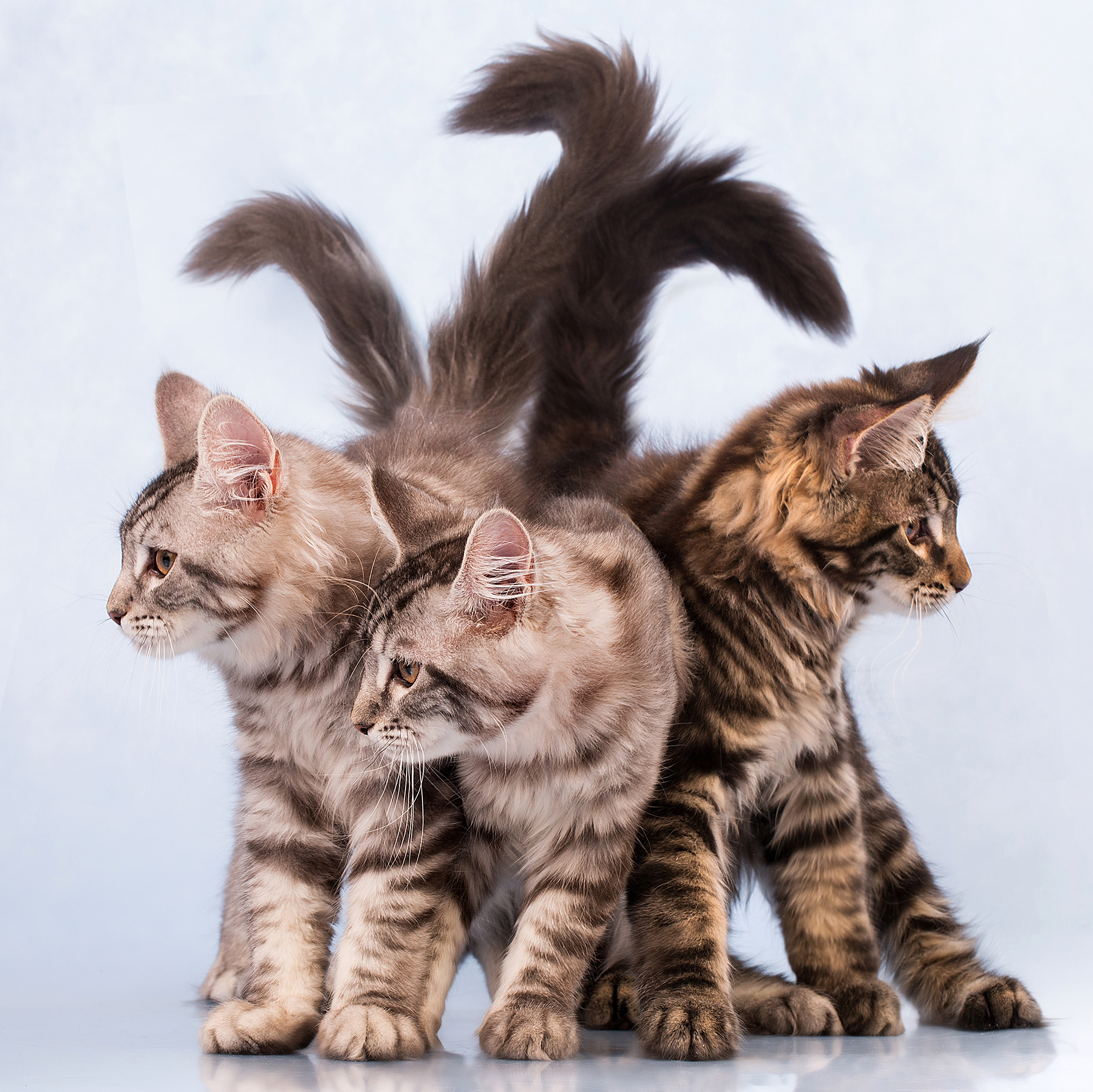 - cтудия Dogs & Cats. Photographer  Valeriy Velikov