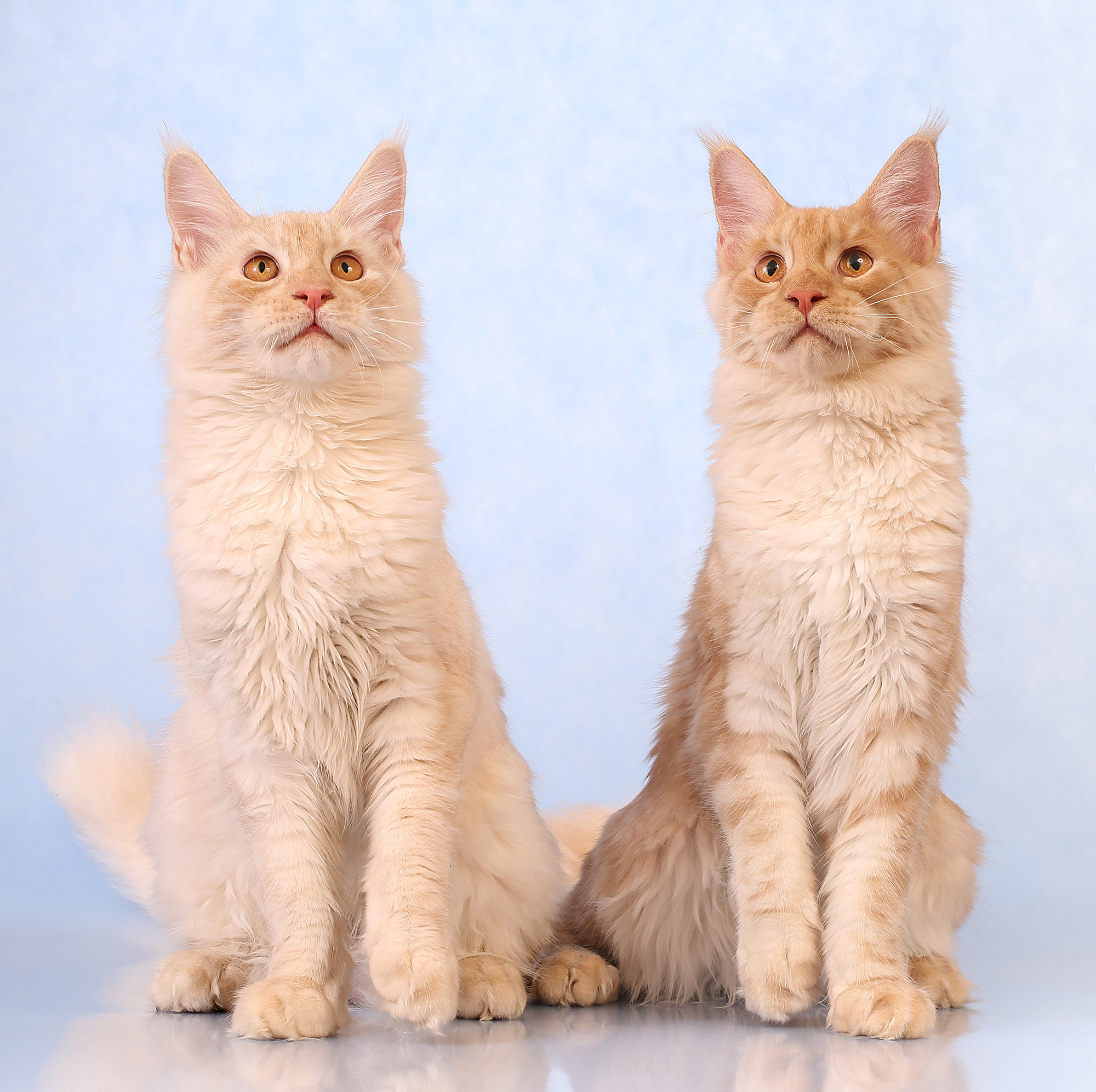 - cтудия Dogs & Cats. Photographer  Valeriy Velikov