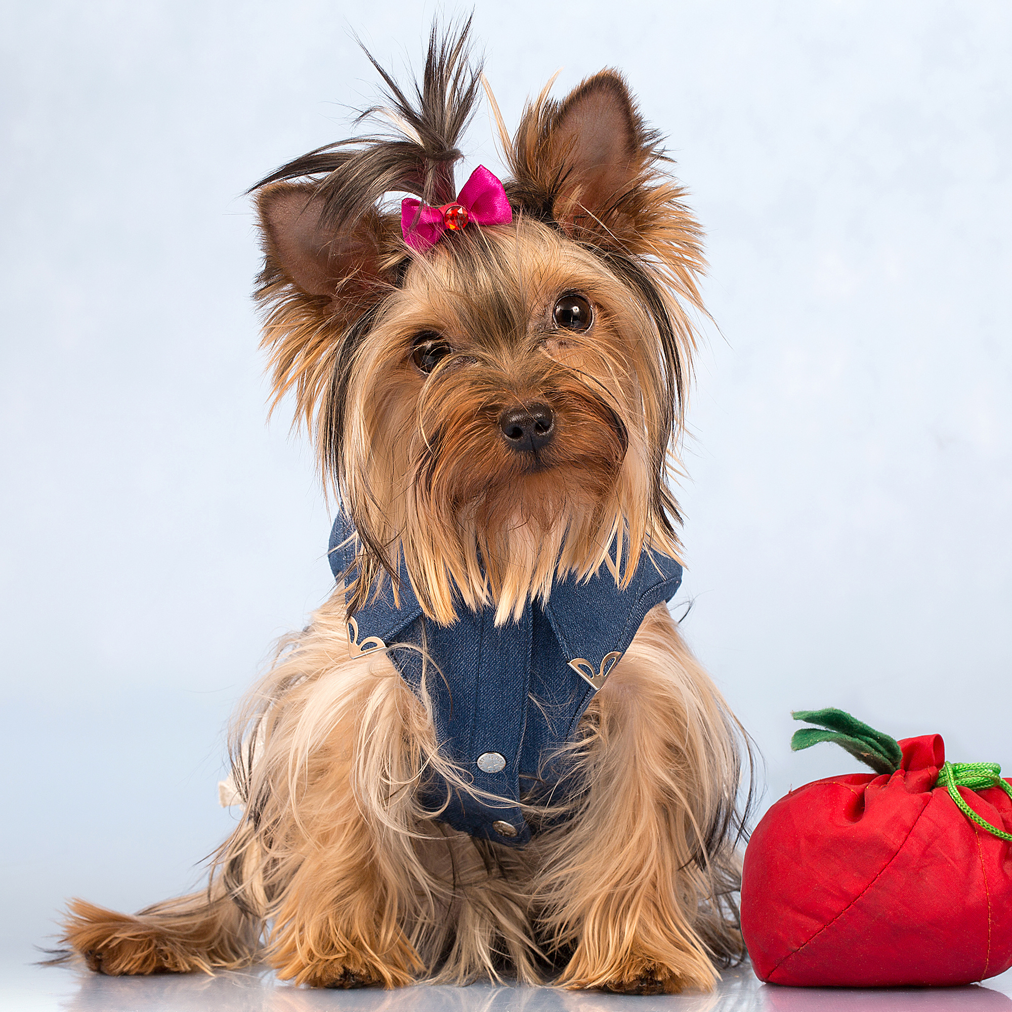 - cтудия Dogs & Cats. Photographer  Valeriy Velikov