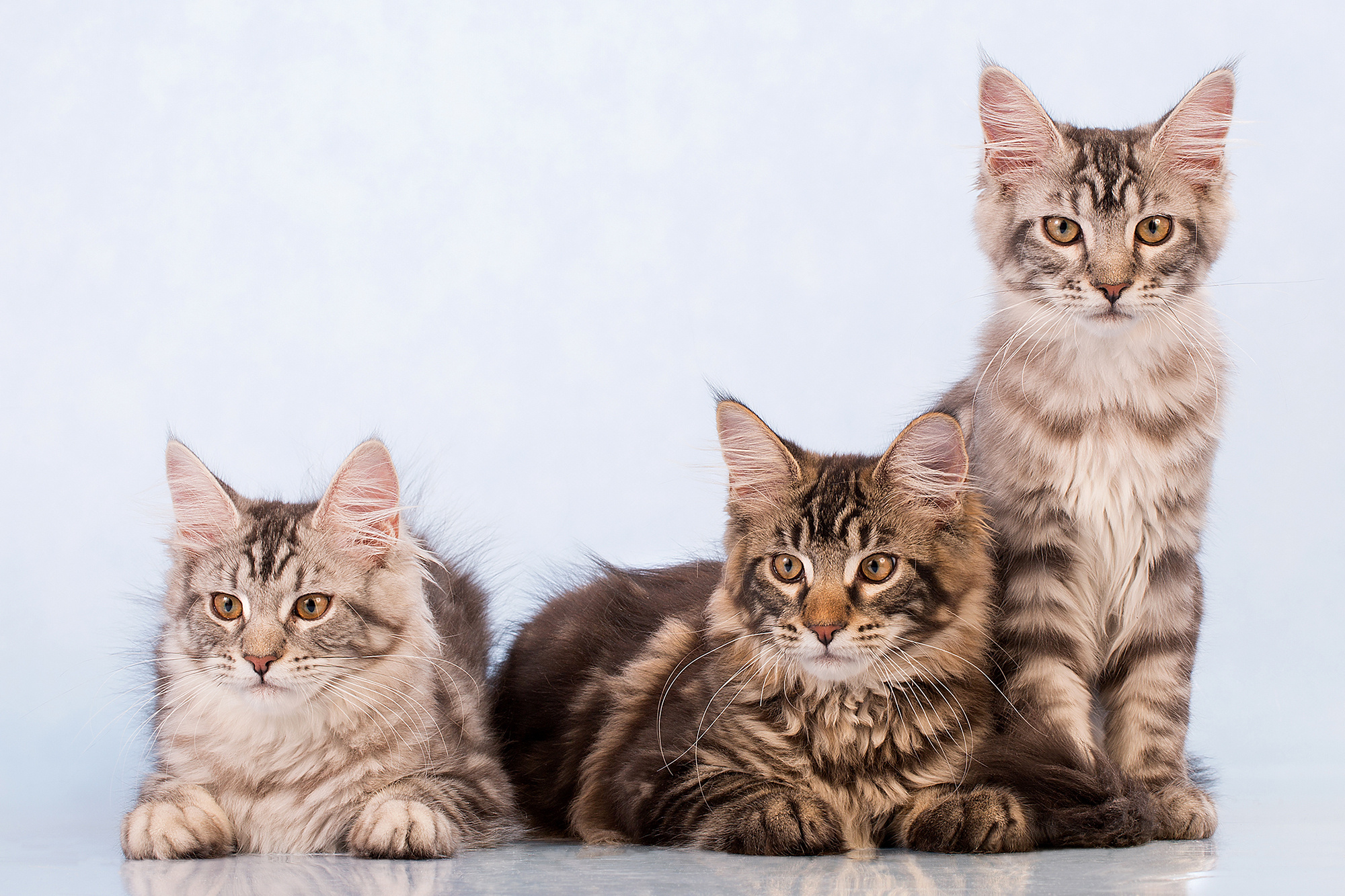 - cтудия Dogs & Cats. Photographer  Valeriy Velikov