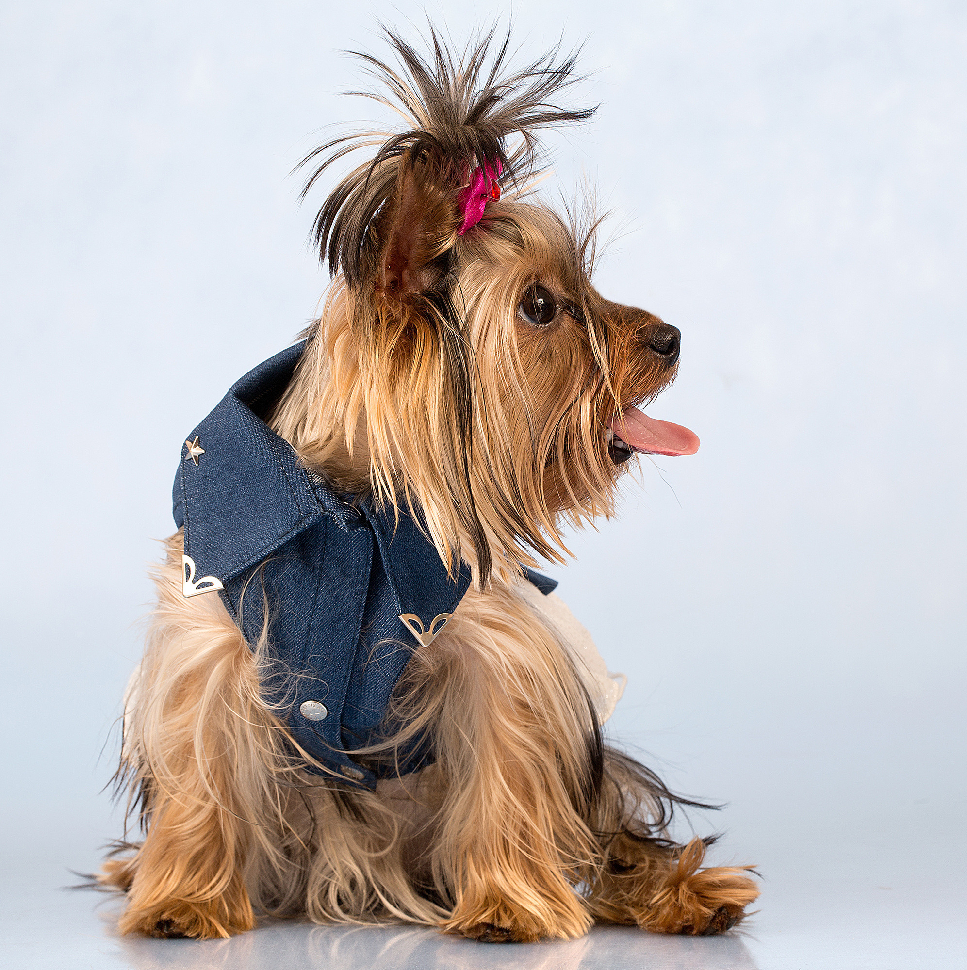 - cтудия Dogs & Cats. Photographer  Valeriy Velikov