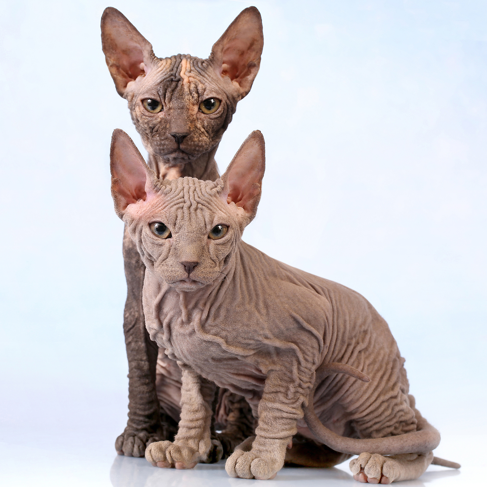 - cтудия Dogs & Cats. Photographer  Valeriy Velikov