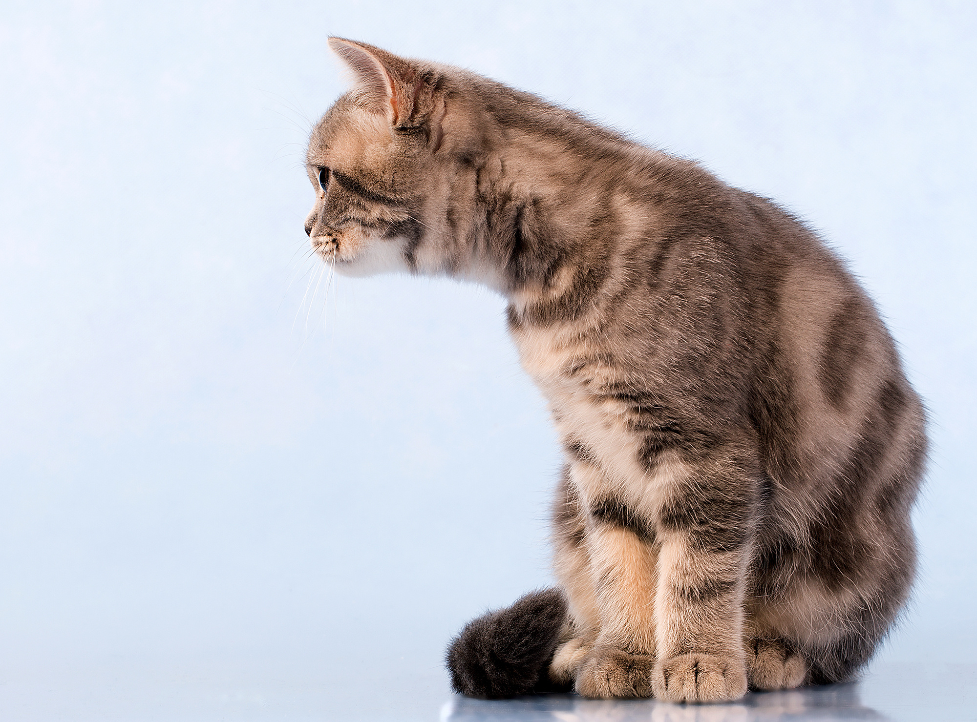 - cтудия Dogs & Cats. Photographer  Valeriy Velikov