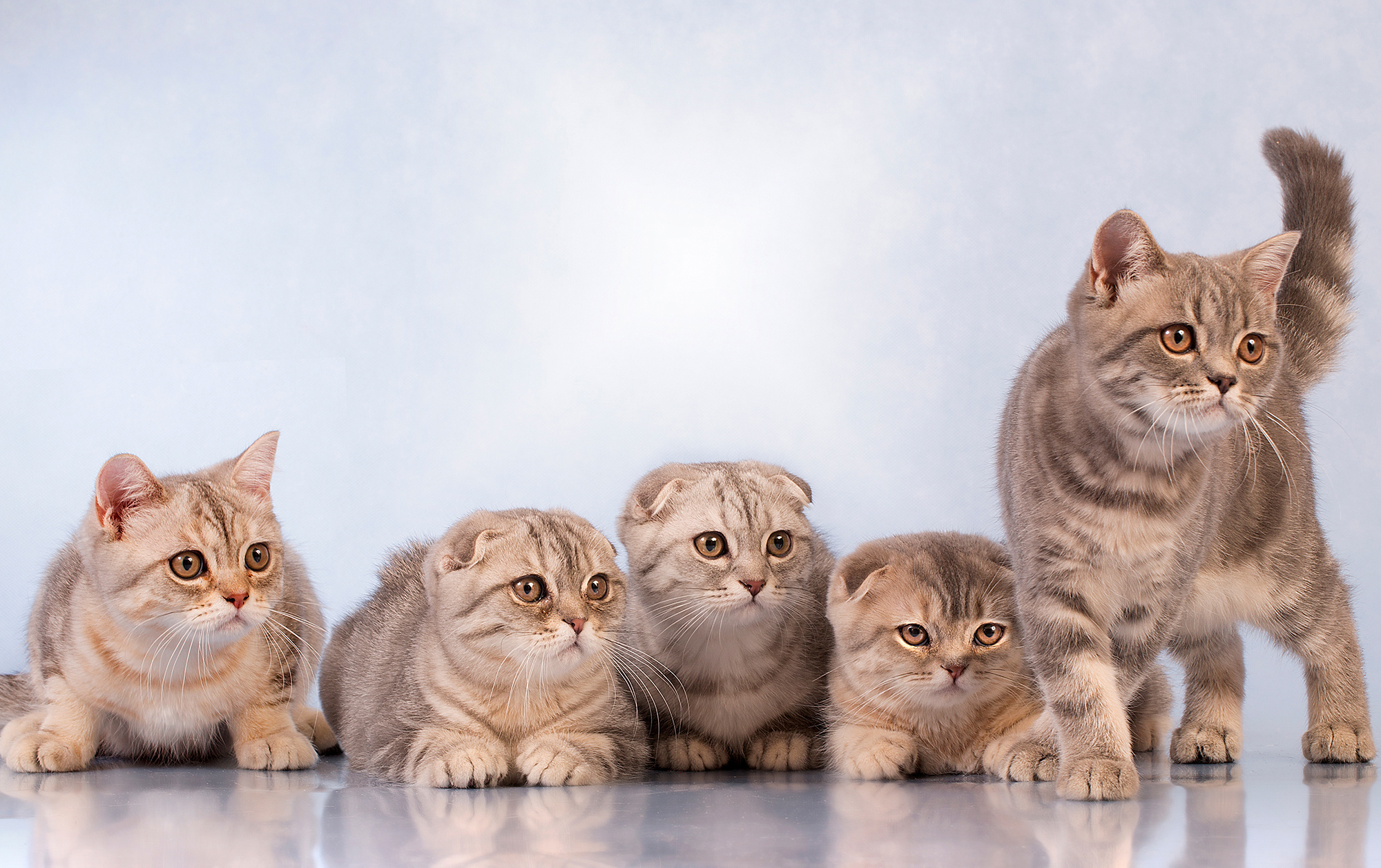 - cтудия Dogs & Cats. Photographer  Valeriy Velikov