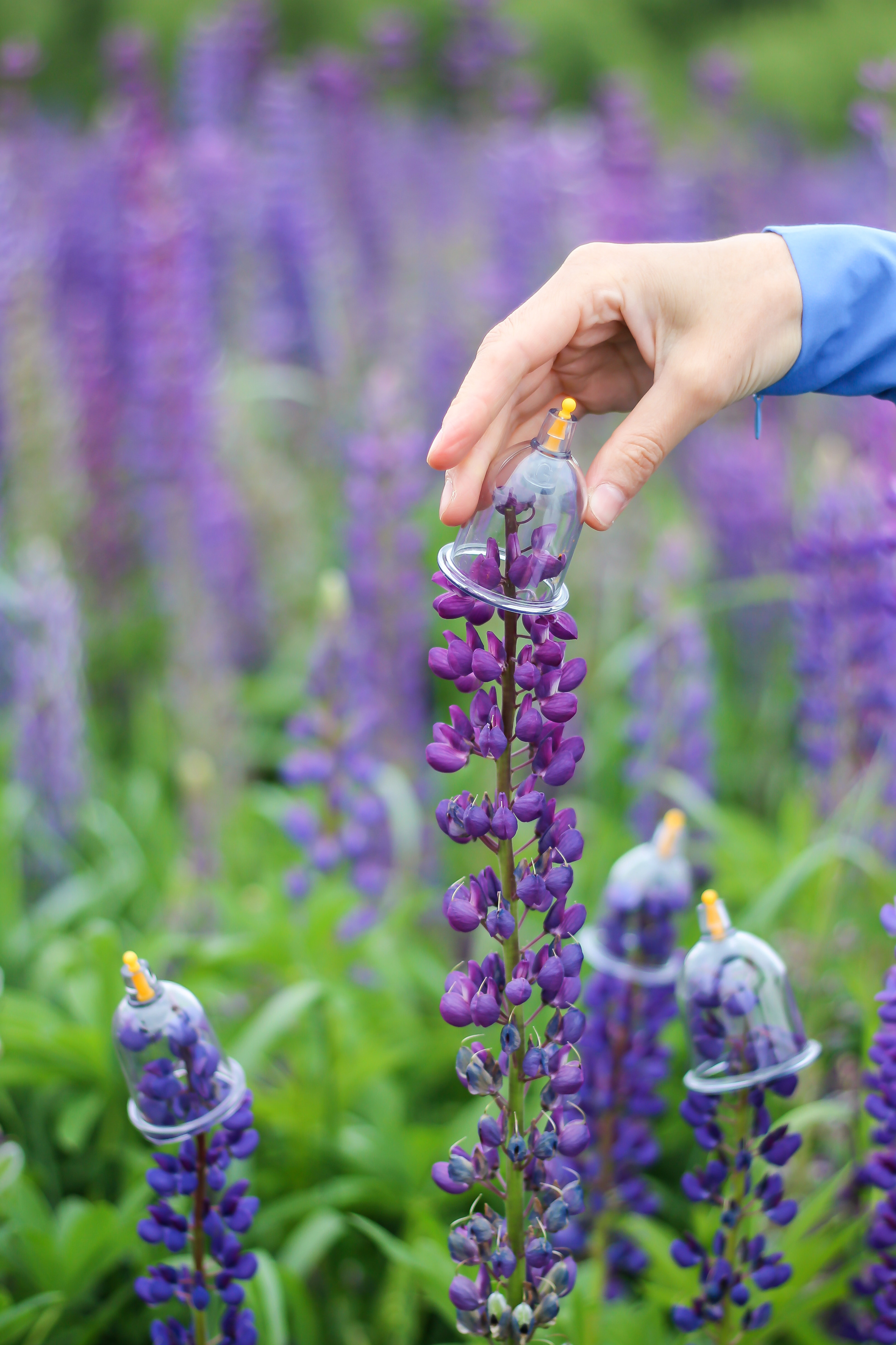 Эльвира — Люпины. Фотограф Сарбиназ Мустафина в Казани