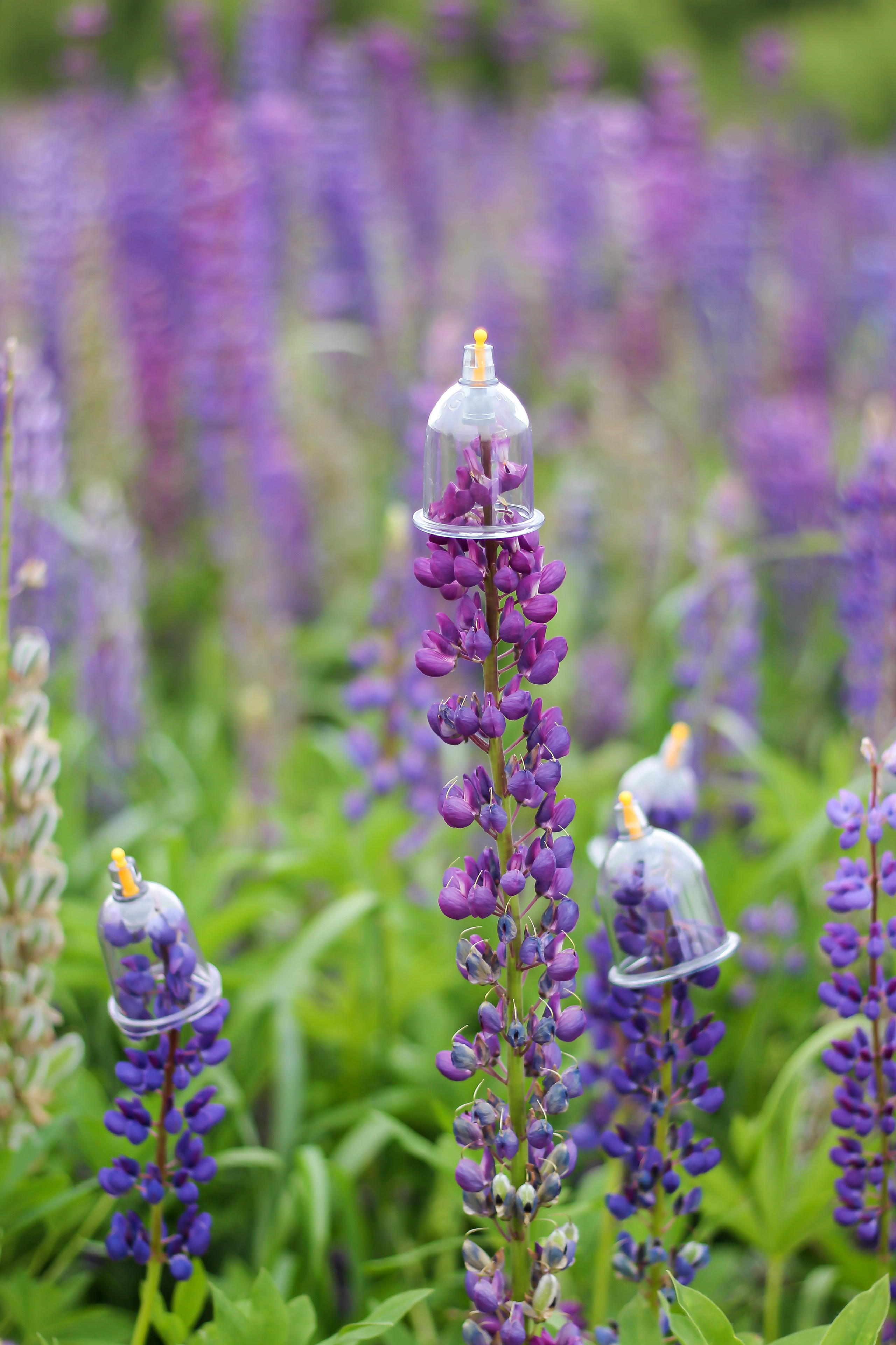 Эльвира — Люпины. Фотограф Сарбиназ Мустафина в Казани