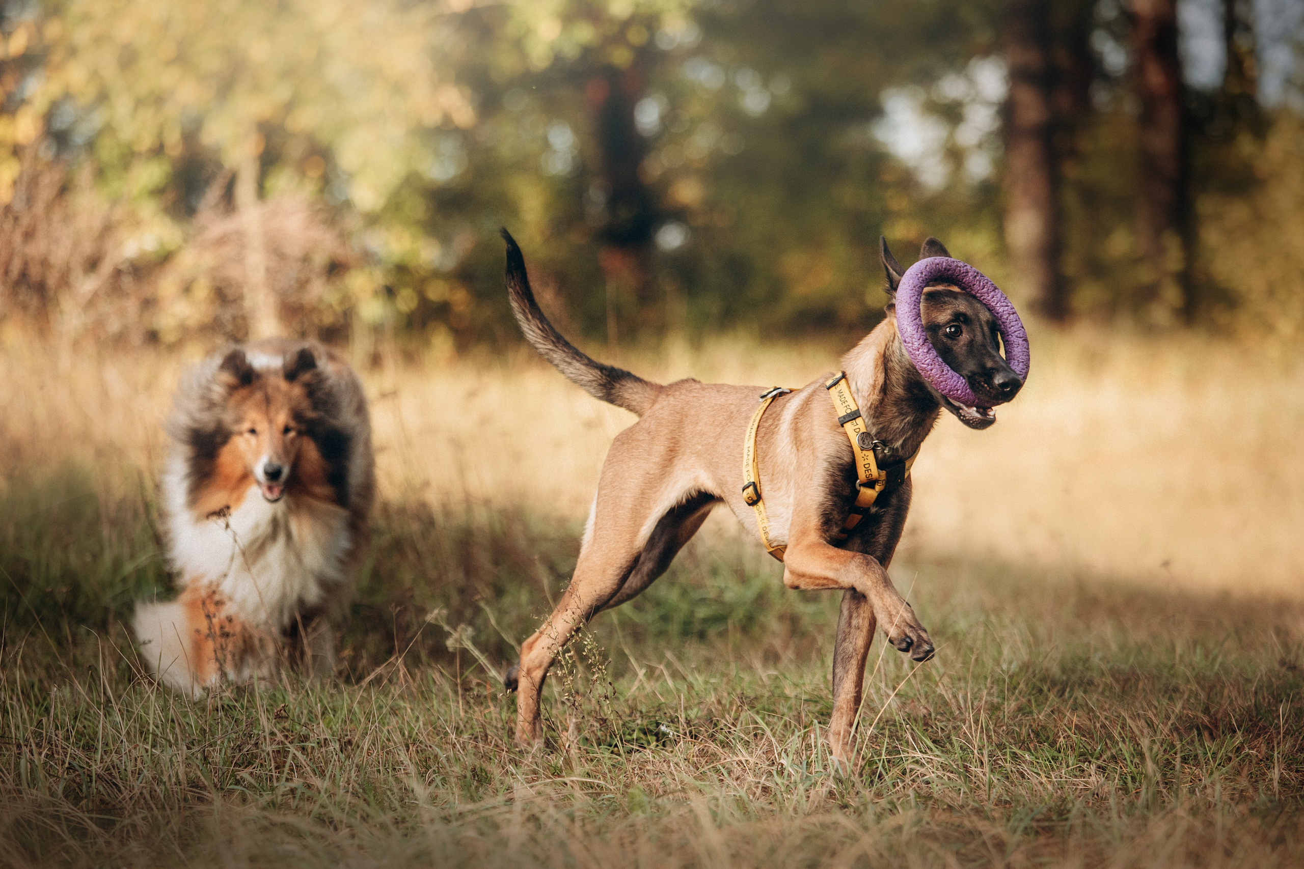 Трисс, Эста, Яся и их семья. Фотограф — Анималист | Санкт-Петербург