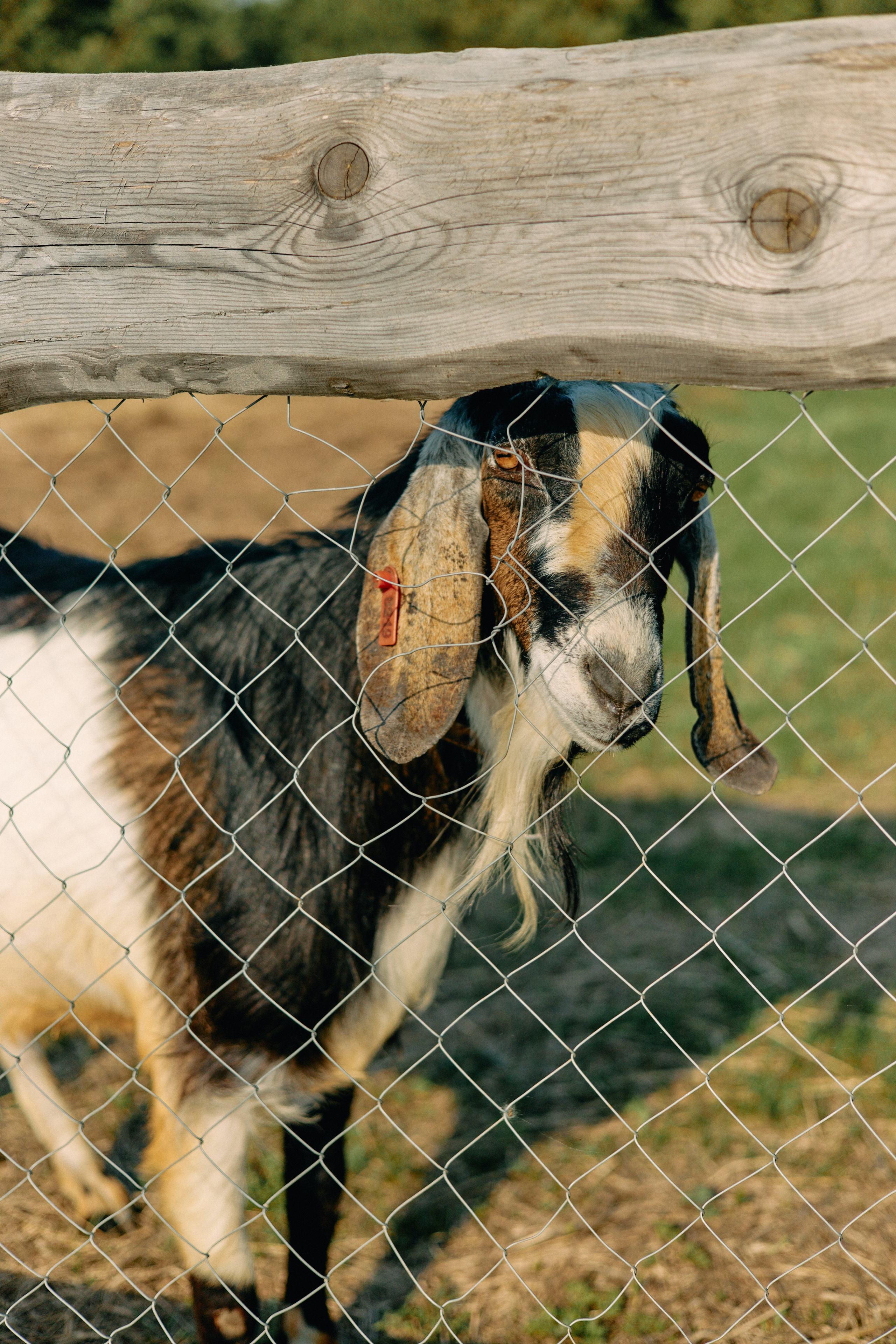 Бутик-отель Поле летом. Профессиональный Фотограф во Владимире, в Москве и в Суздале — Полина Романычева