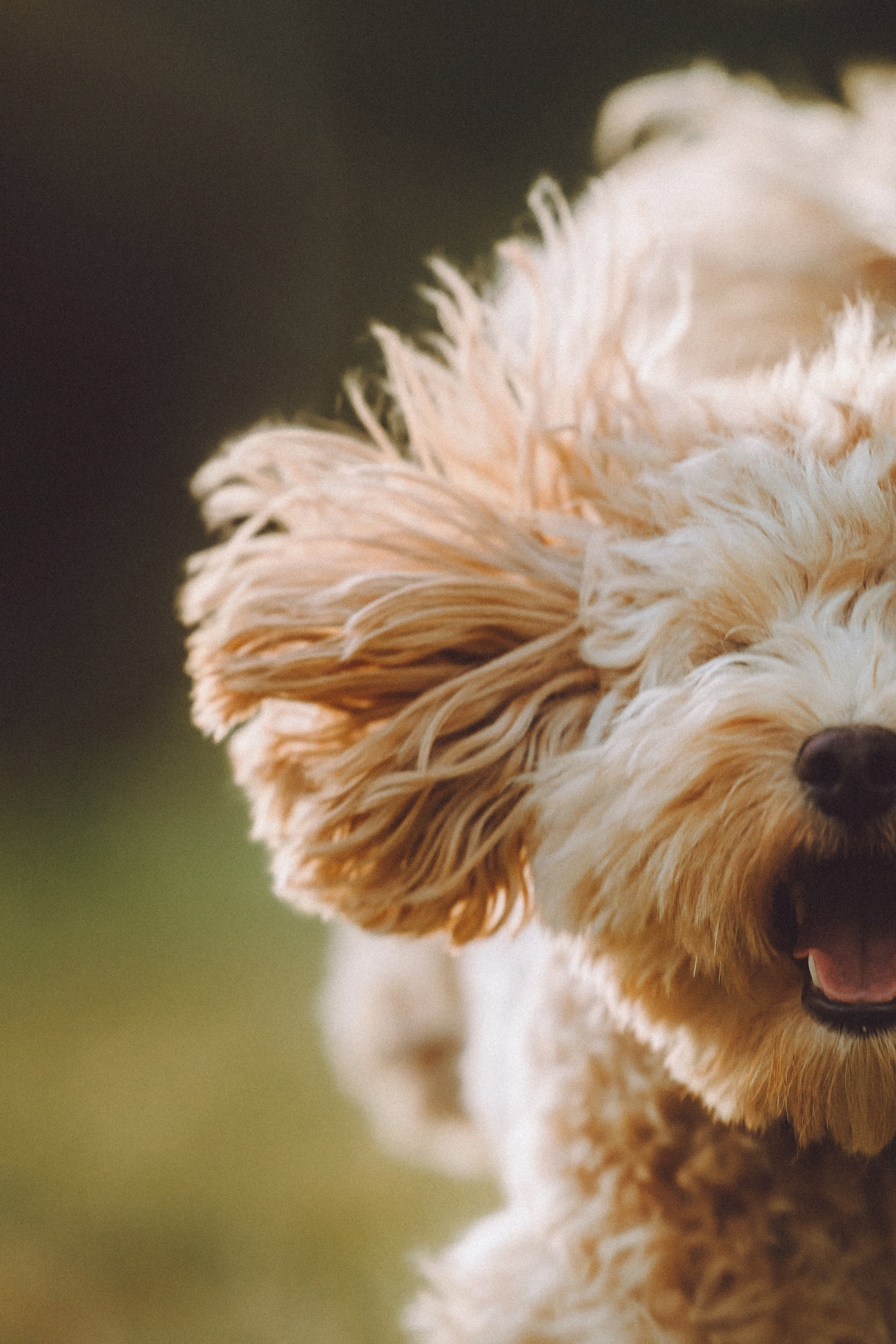 Фред и его семья