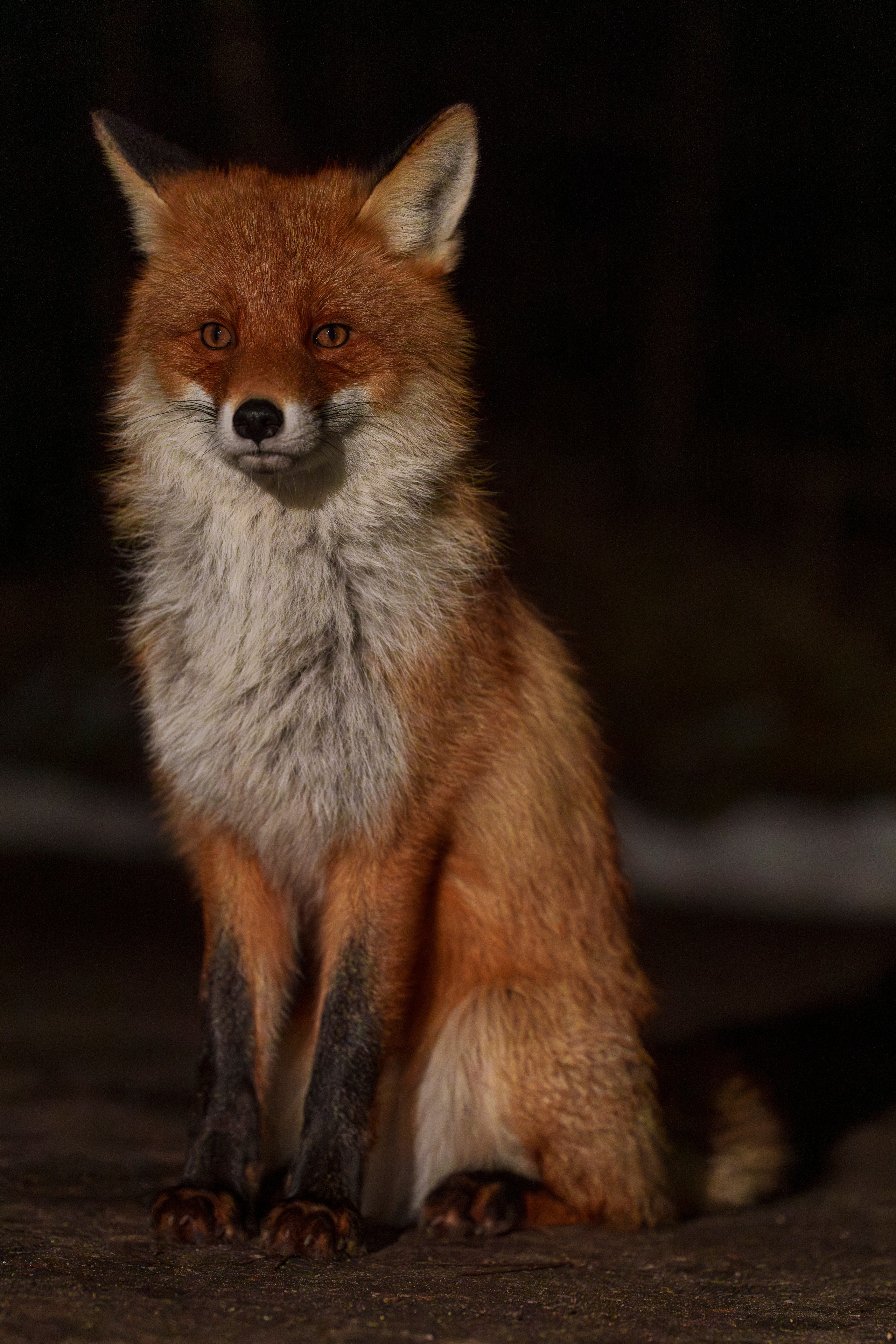 Animals — Животные