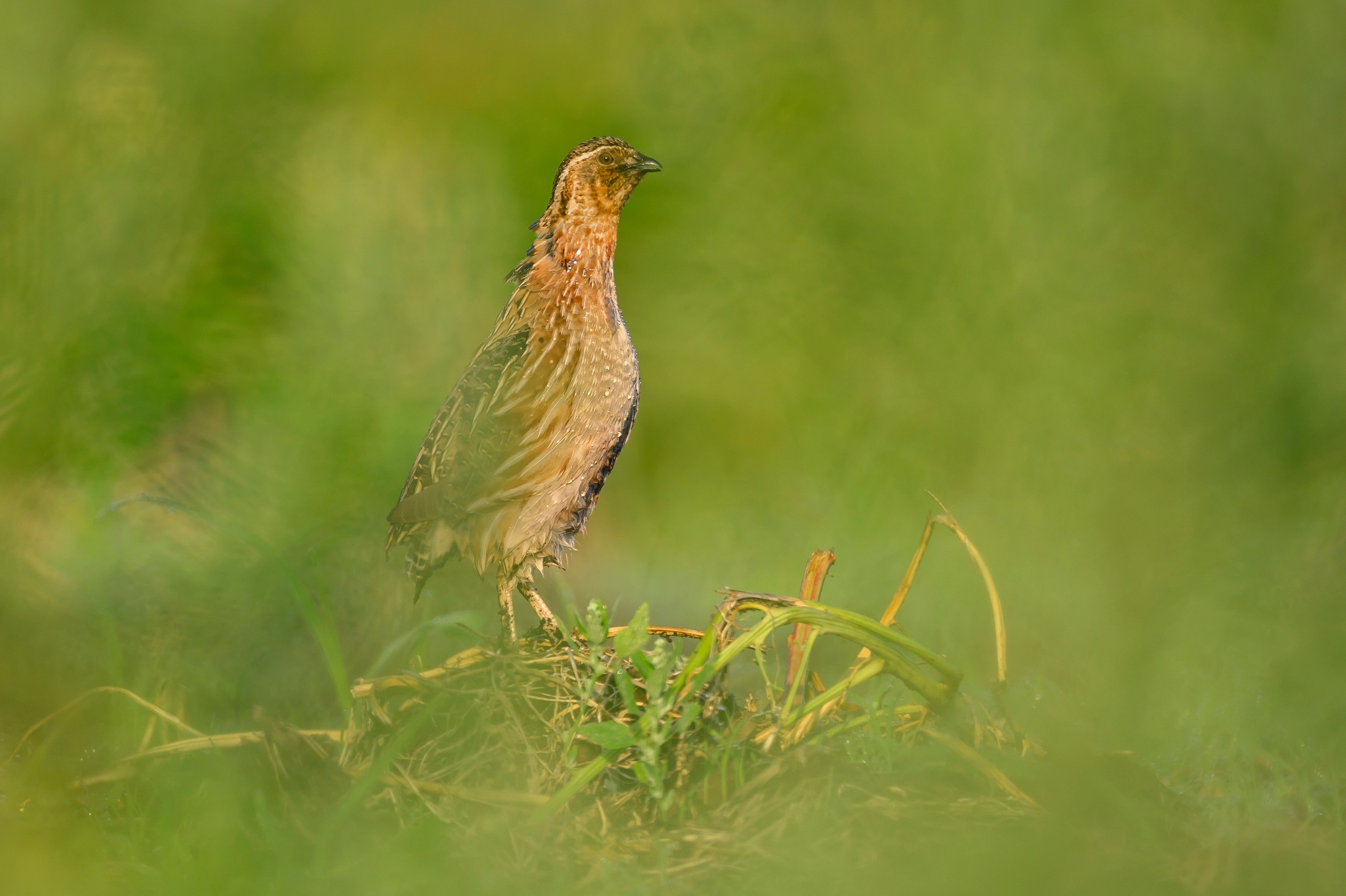 Перепела часть V. Wildlife photography by Sergey Puponin