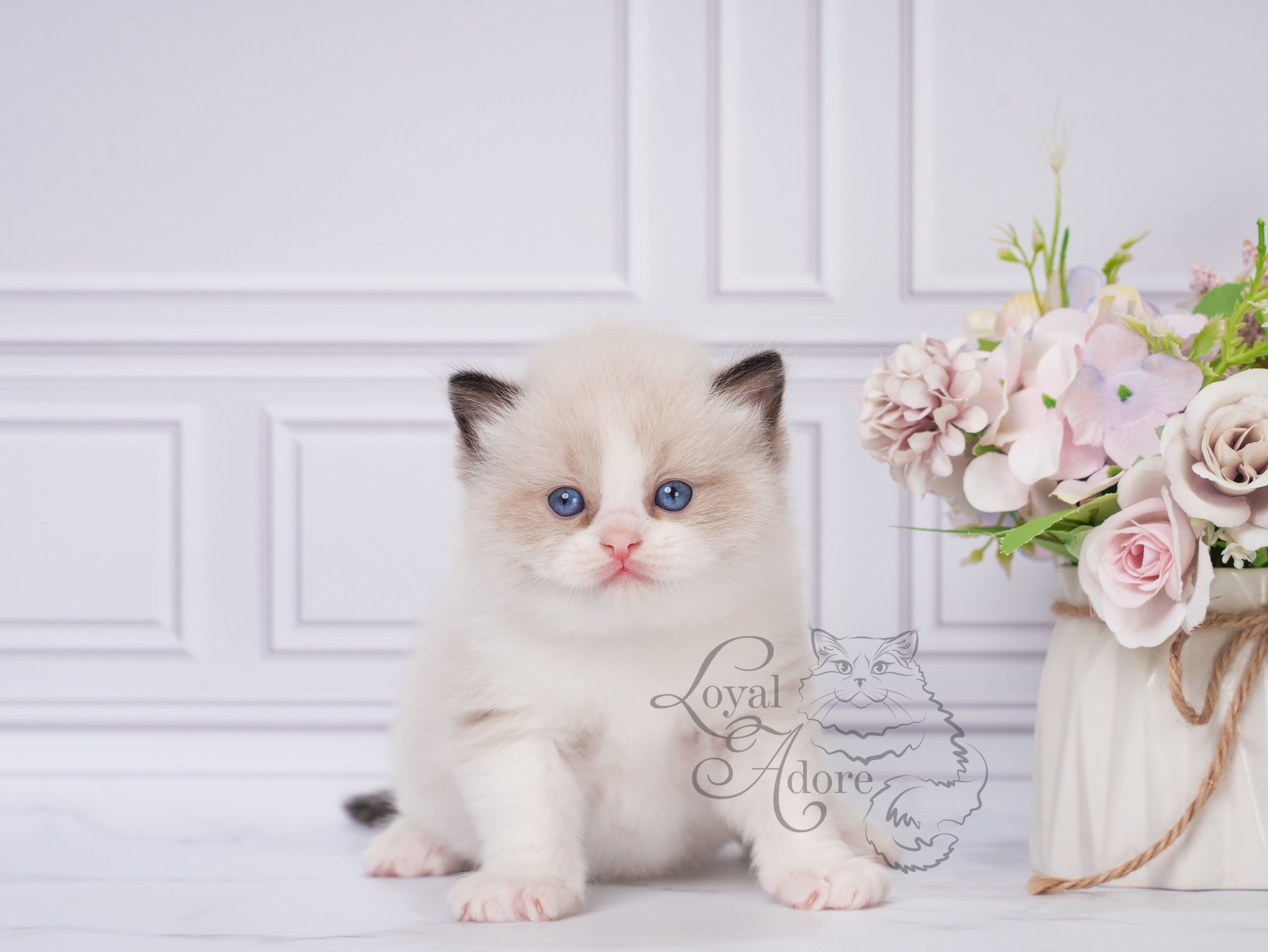 Котята рэгдолл от Loyal Adore. Питомник рэгдолл Loyal Adore