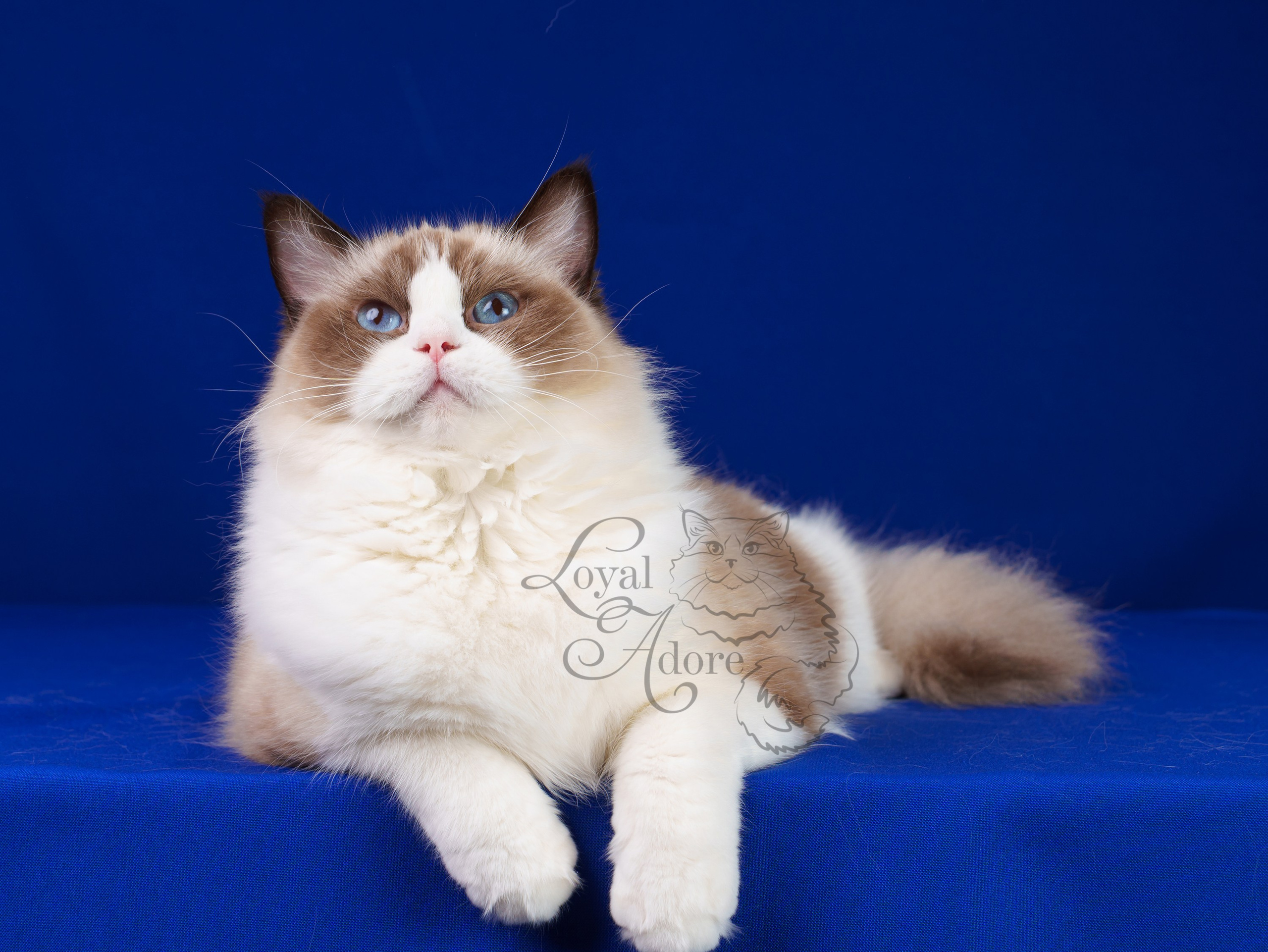 Кошки производители Loyal Adore. Питомник рэгдолл Loyal Adore