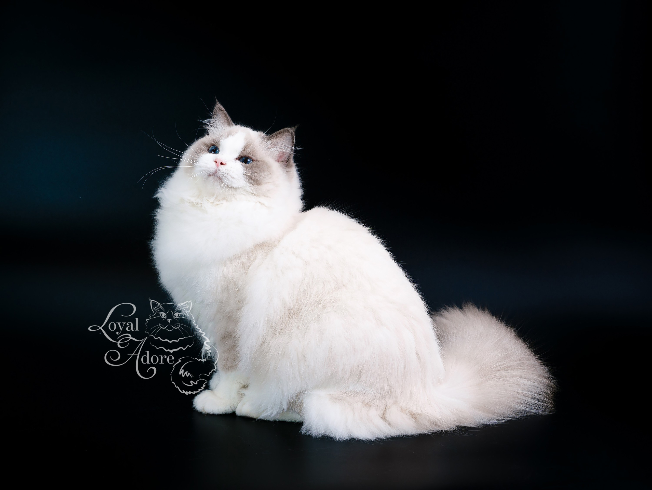 Кошки производители Loyal Adore. Питомник рэгдолл Loyal Adore