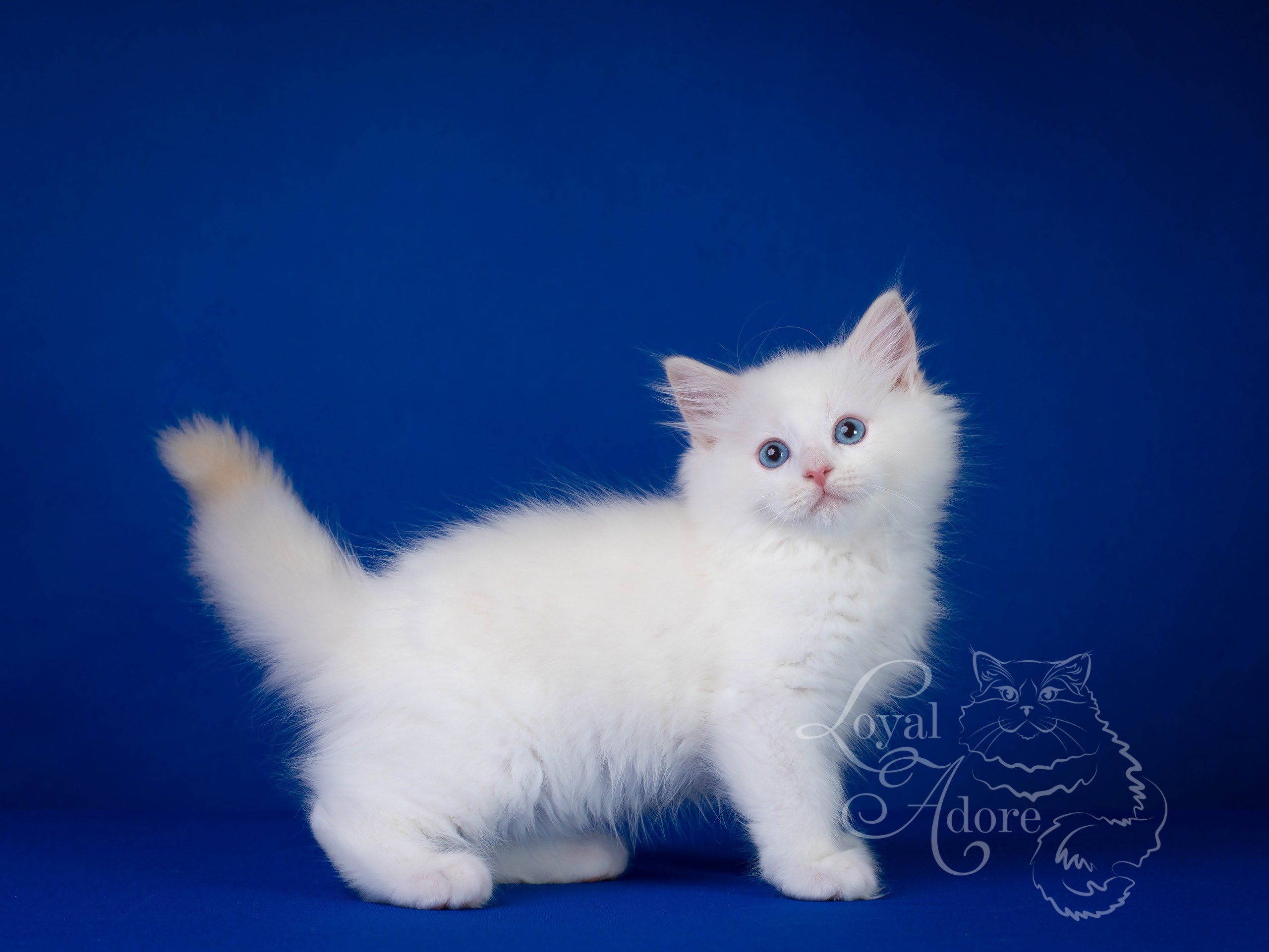 Котята рэгдолл от Loyal Adore. Питомник рэгдолл Loyal Adore