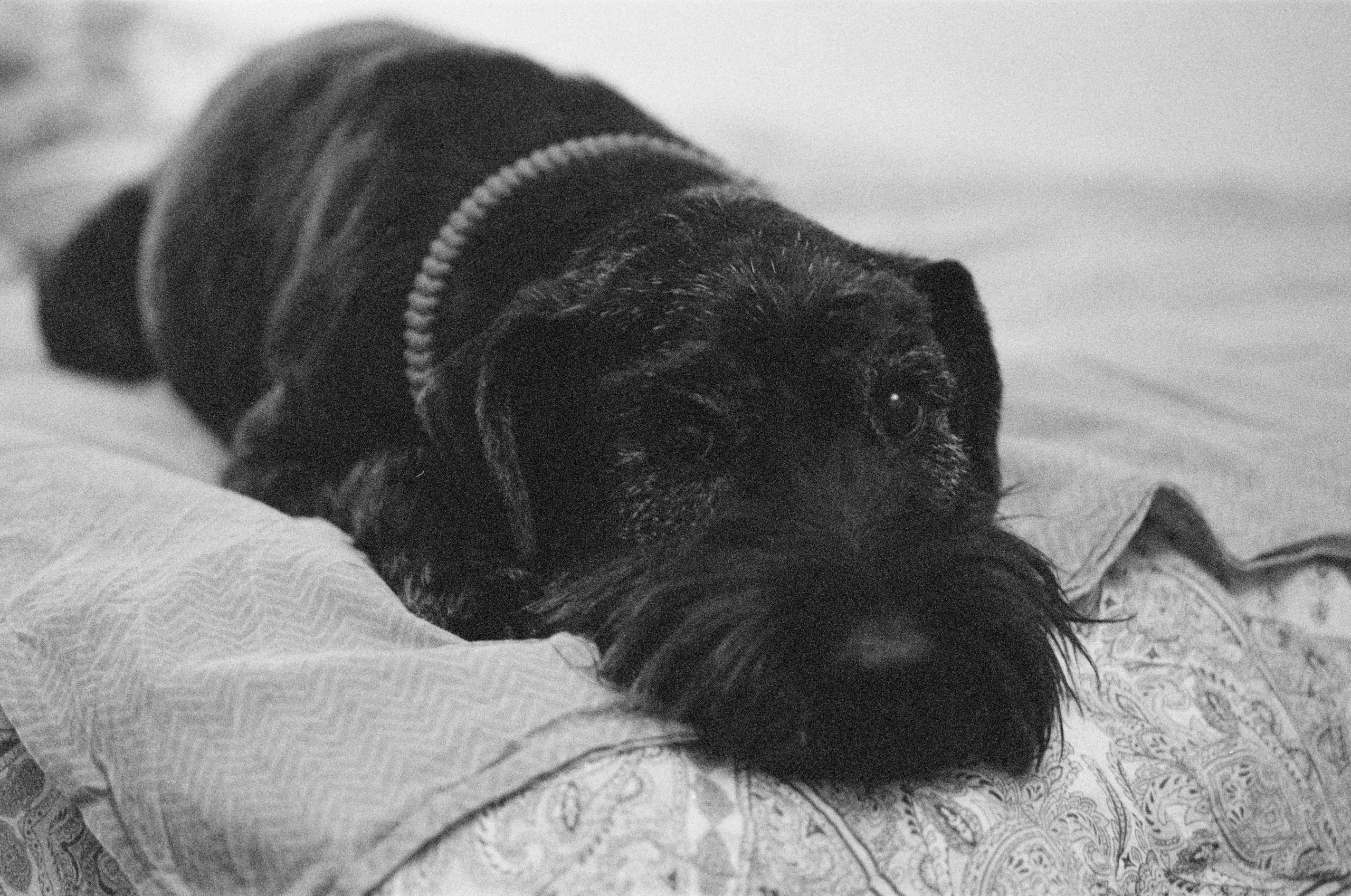 Плёнка. Человек в Шляпе