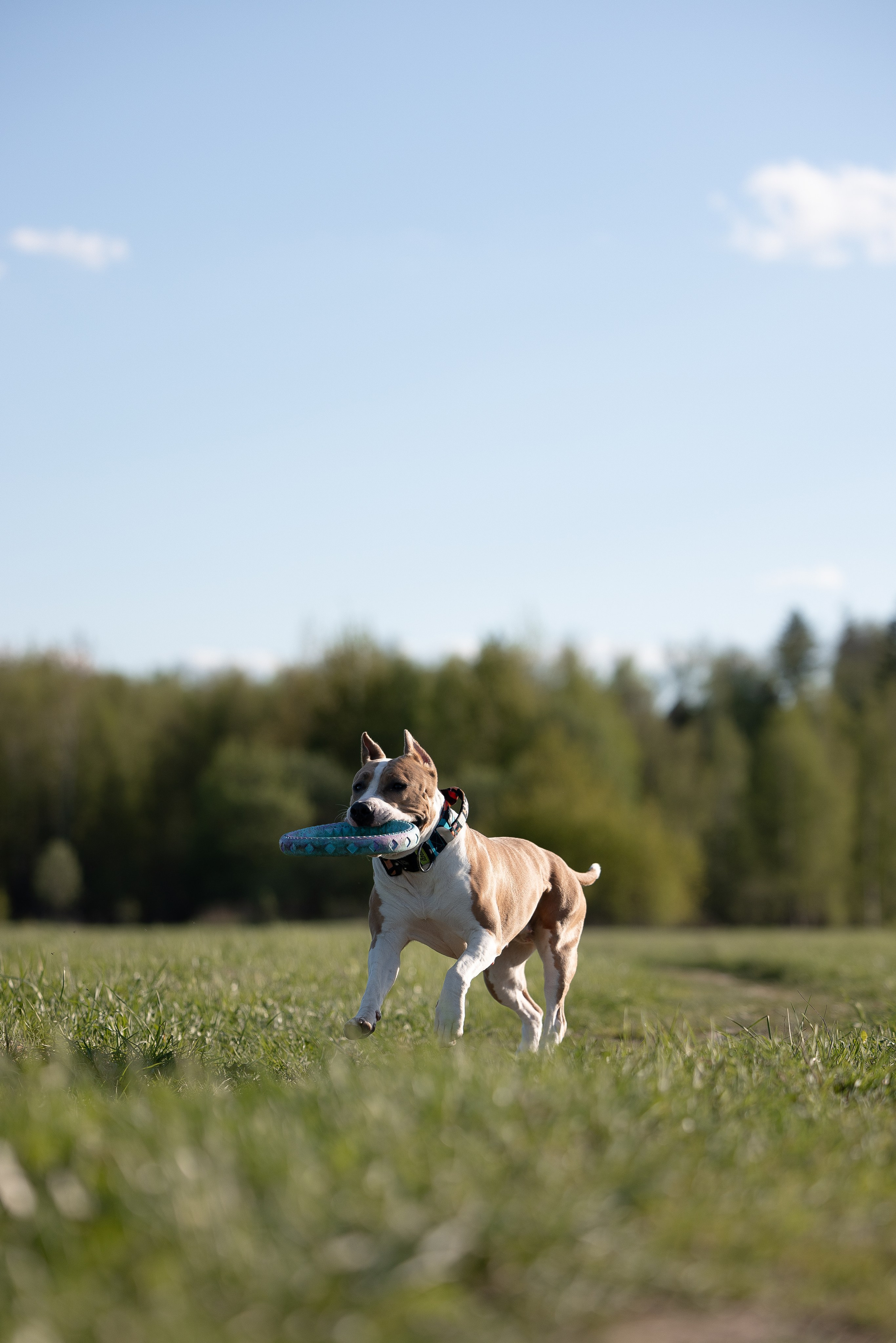 Шуня и ее семья. Фотограф и видеограф анималист Аганина Дарья