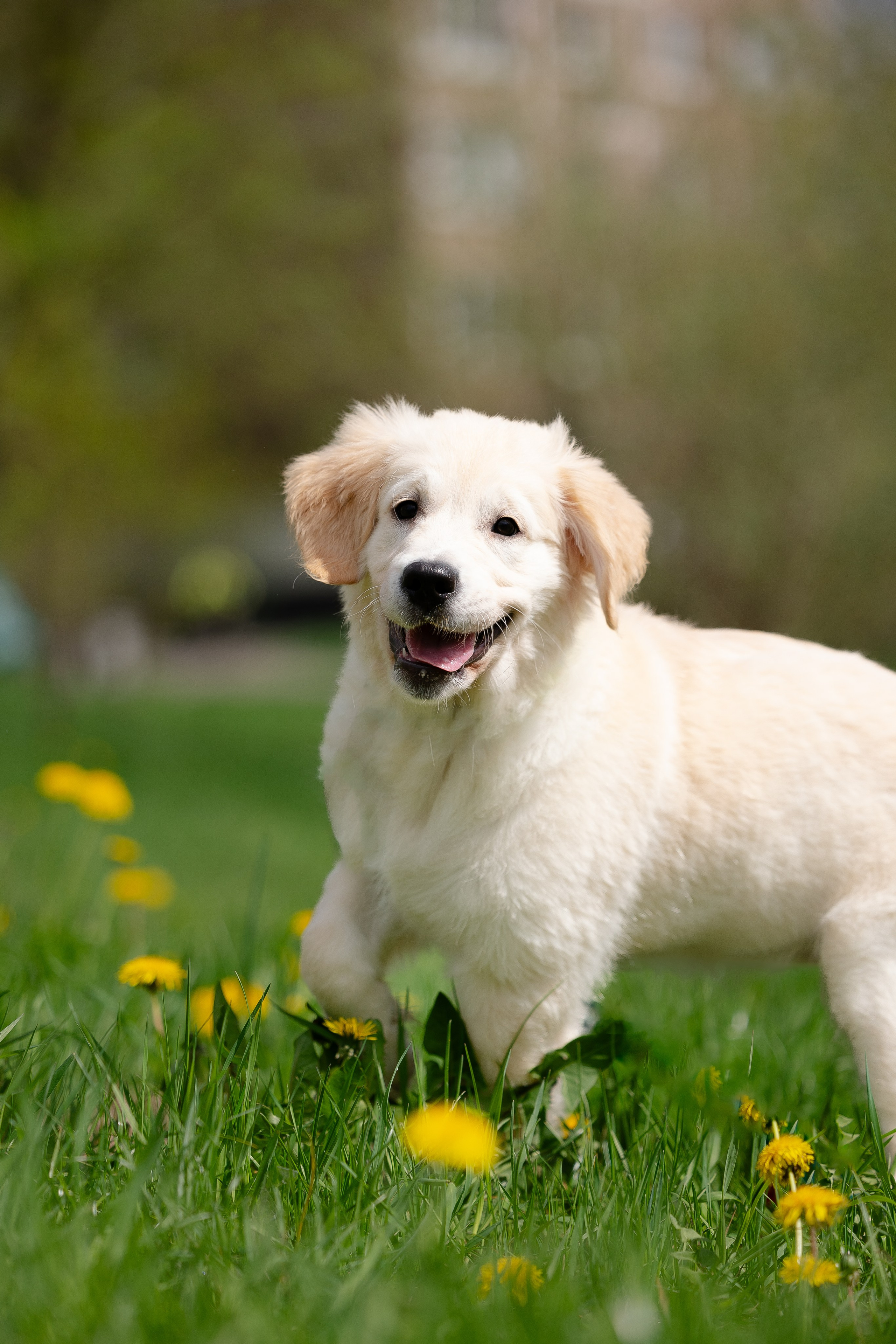 Голден ретривер. Фотограф и видеограф анималист Аганина Дарья