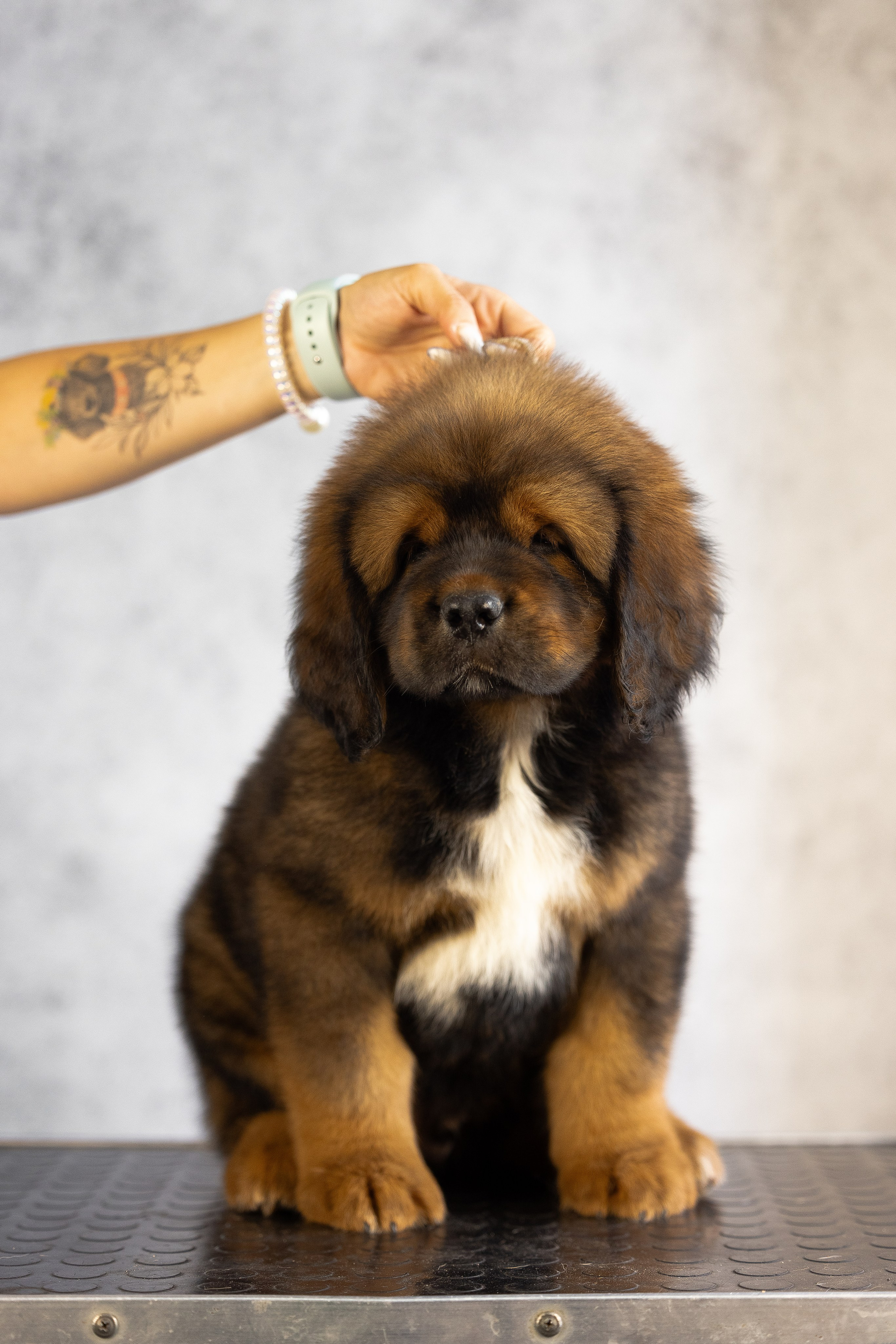 Тибетский мастиф. Фотограф и видеограф анималист Аганина Дарья