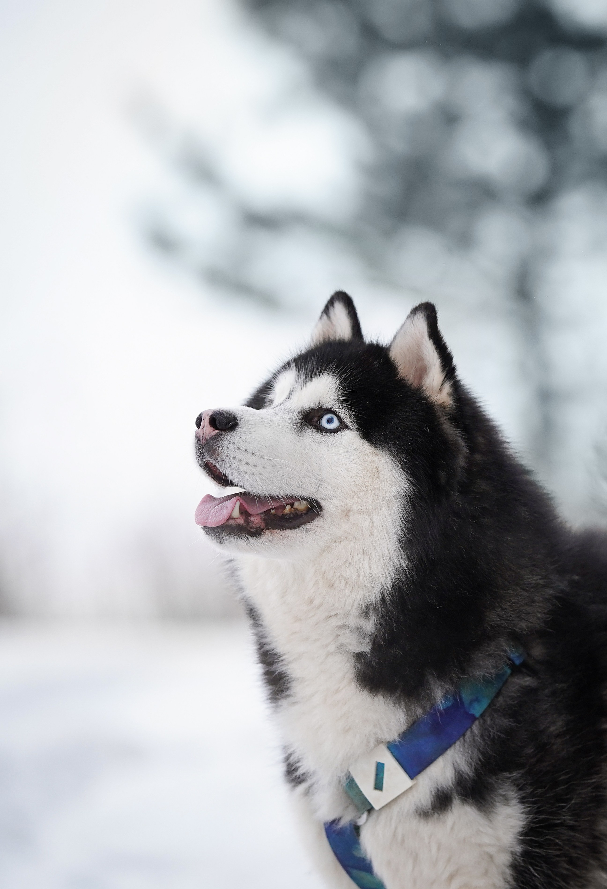 Лора Джанго и Хэппи. Фотограф-анималист в Санкт-Петербурге Яна Мартынова