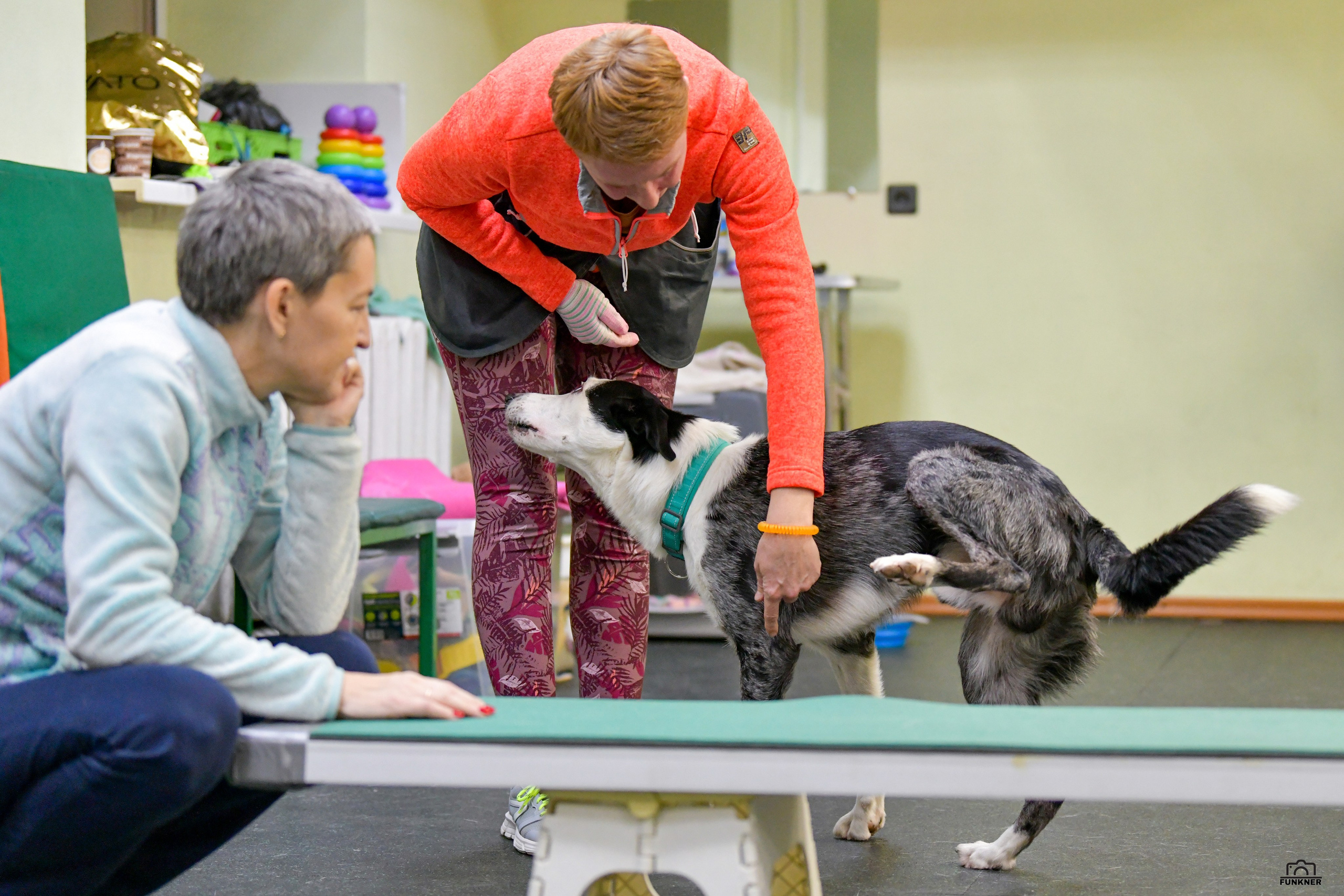 Кинологический клуб «Бодрый хвост». Свой взгляд через объектив