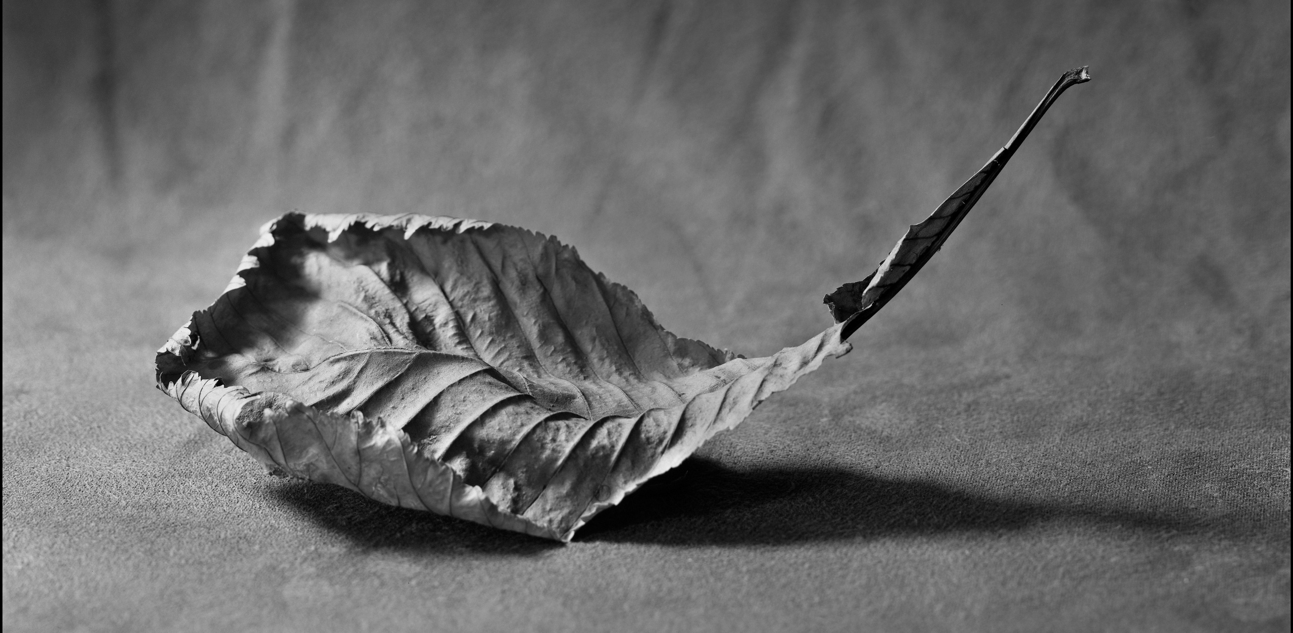 Натюрморт. Кондрюк Сергей фотограф |художник