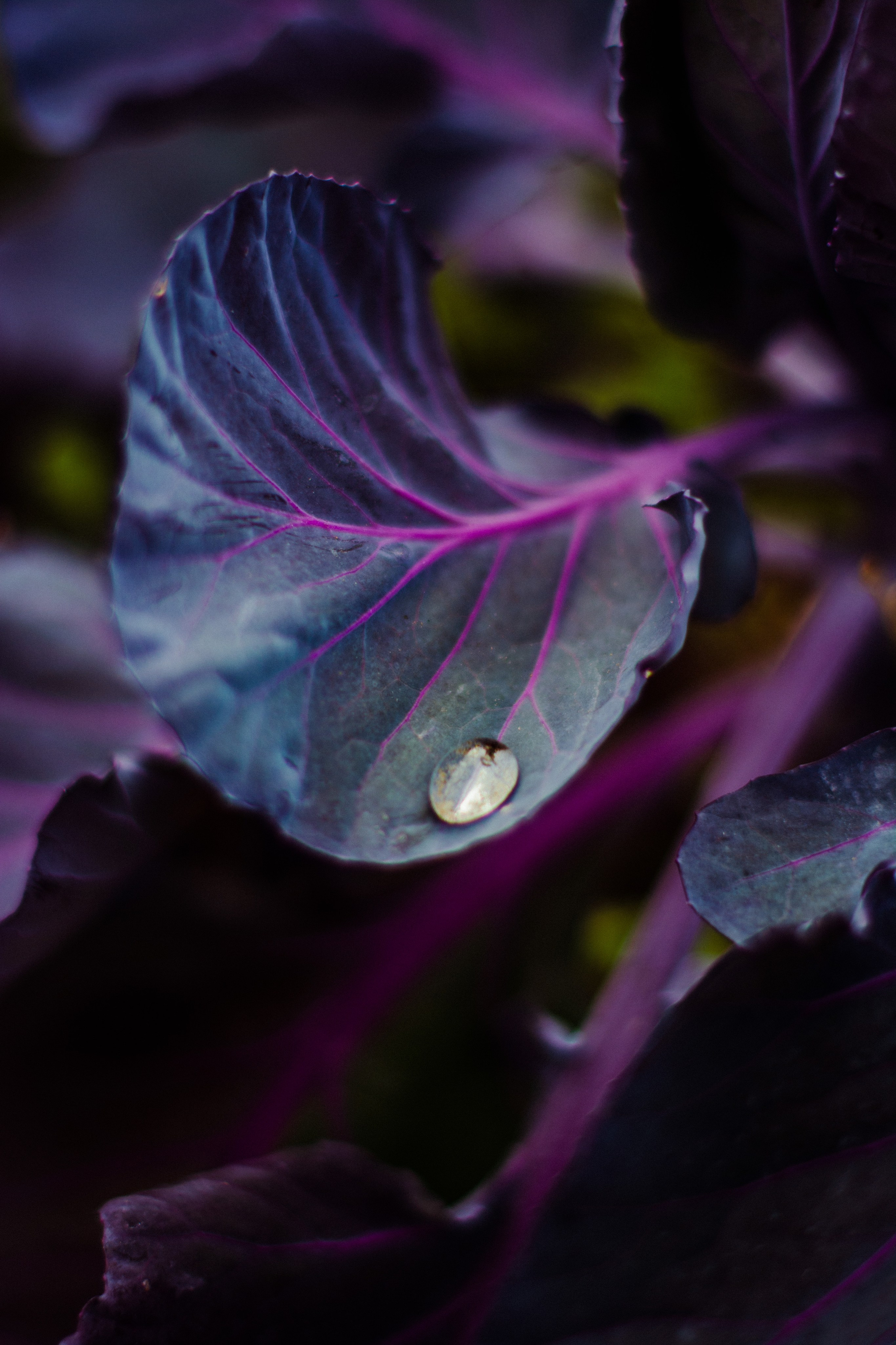 Flowers. Фотографирую искусство в Хабаровске