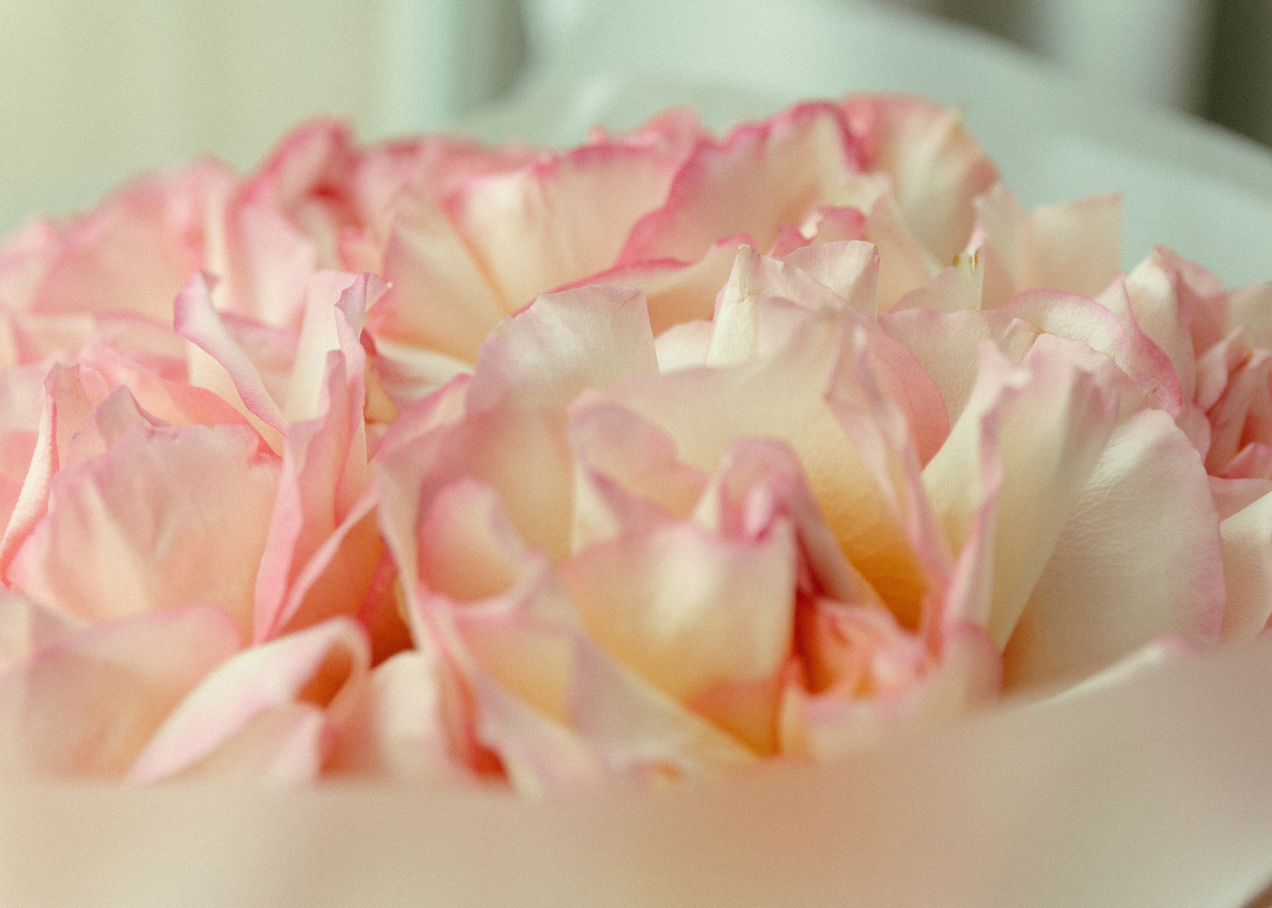 Свадебная фотосессия для Василия и Софии