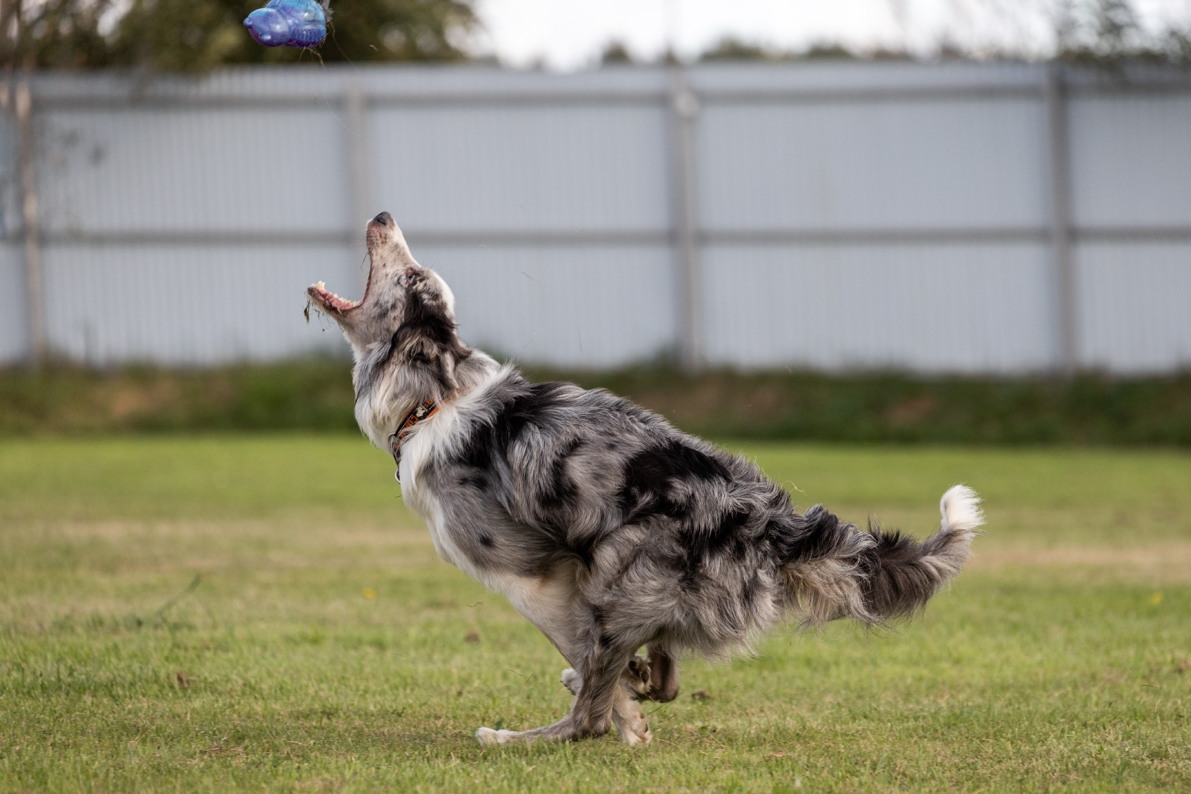 Дог-фризби. Irenephoto.ru