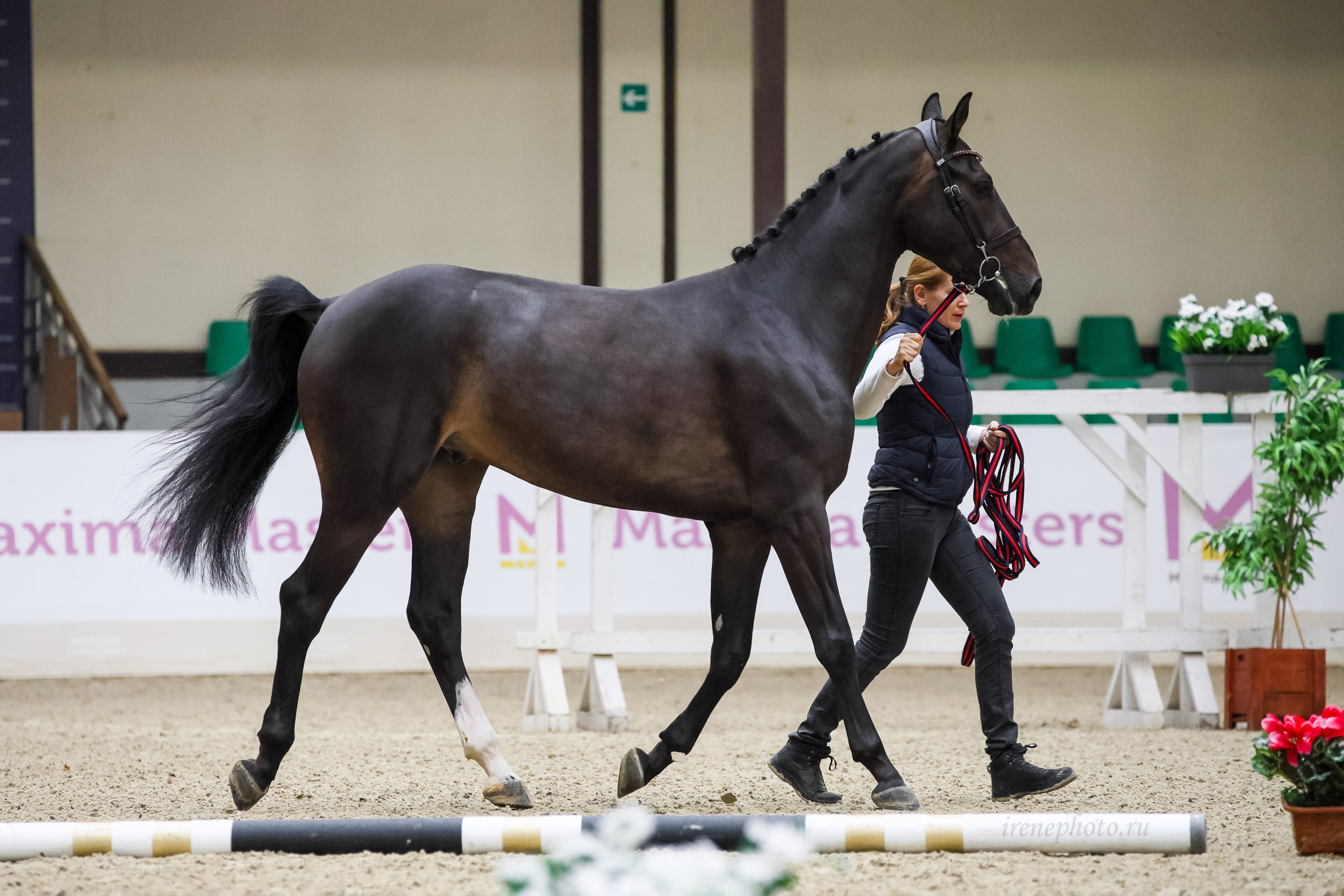 Конная Россия 2024 Оценка двигательных качеств. Irenephoto.ru