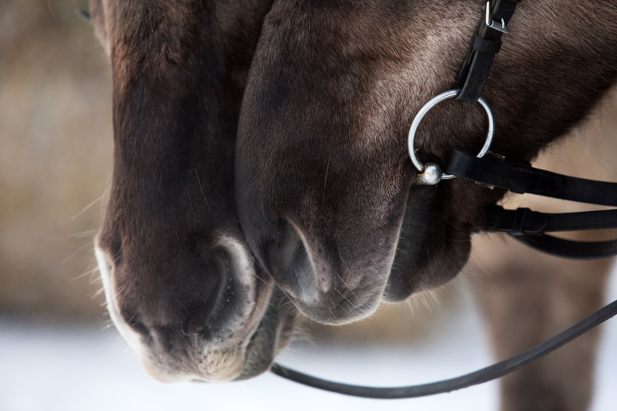 Лошади. Фотограф-анималист Юлия Удовенко