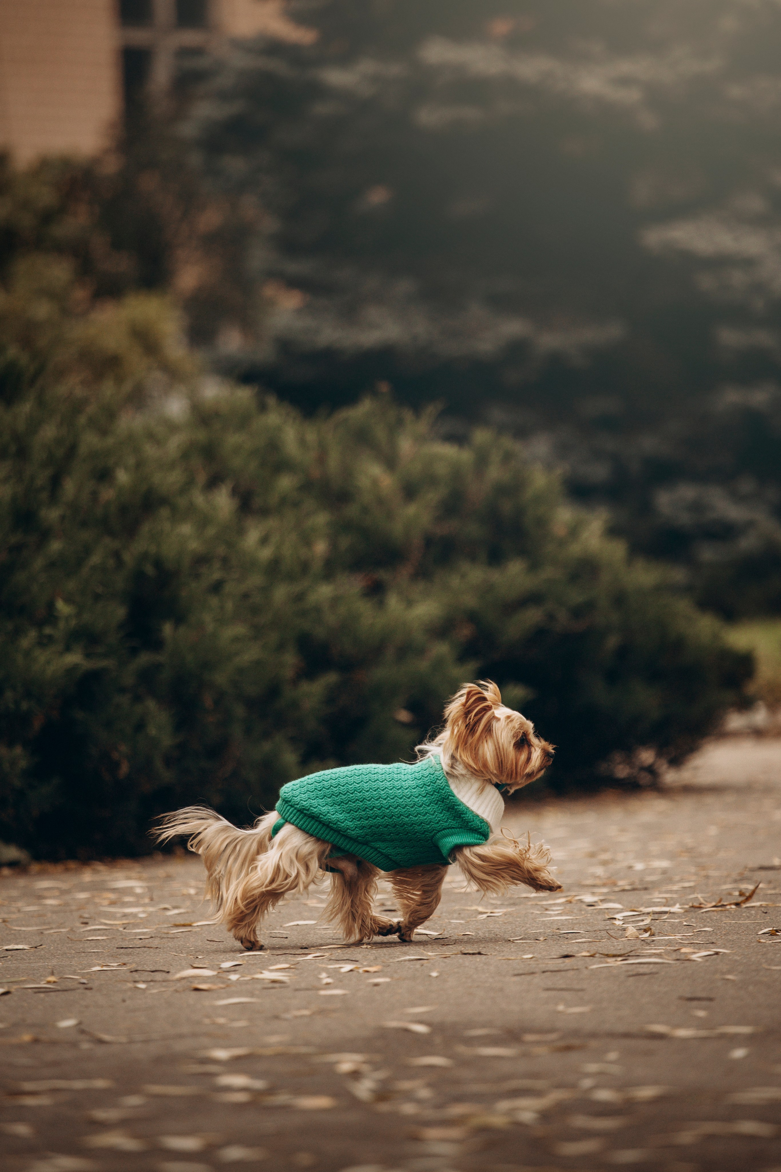 Настя и Тёма. Фотограф — Анималист | Санкт-Петербург