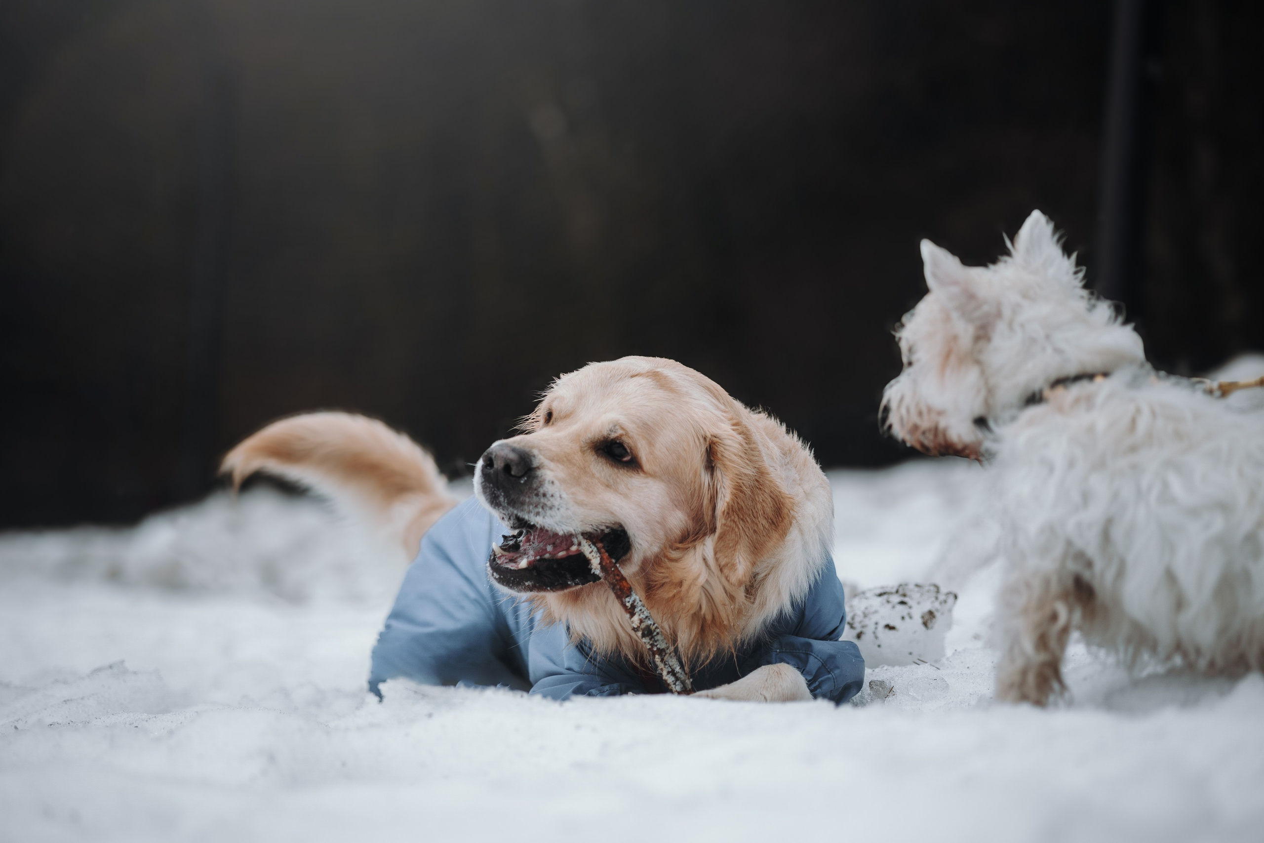 Шелби, Ватсон и ребята. Фотограф — Анималист | Санкт-Петербург