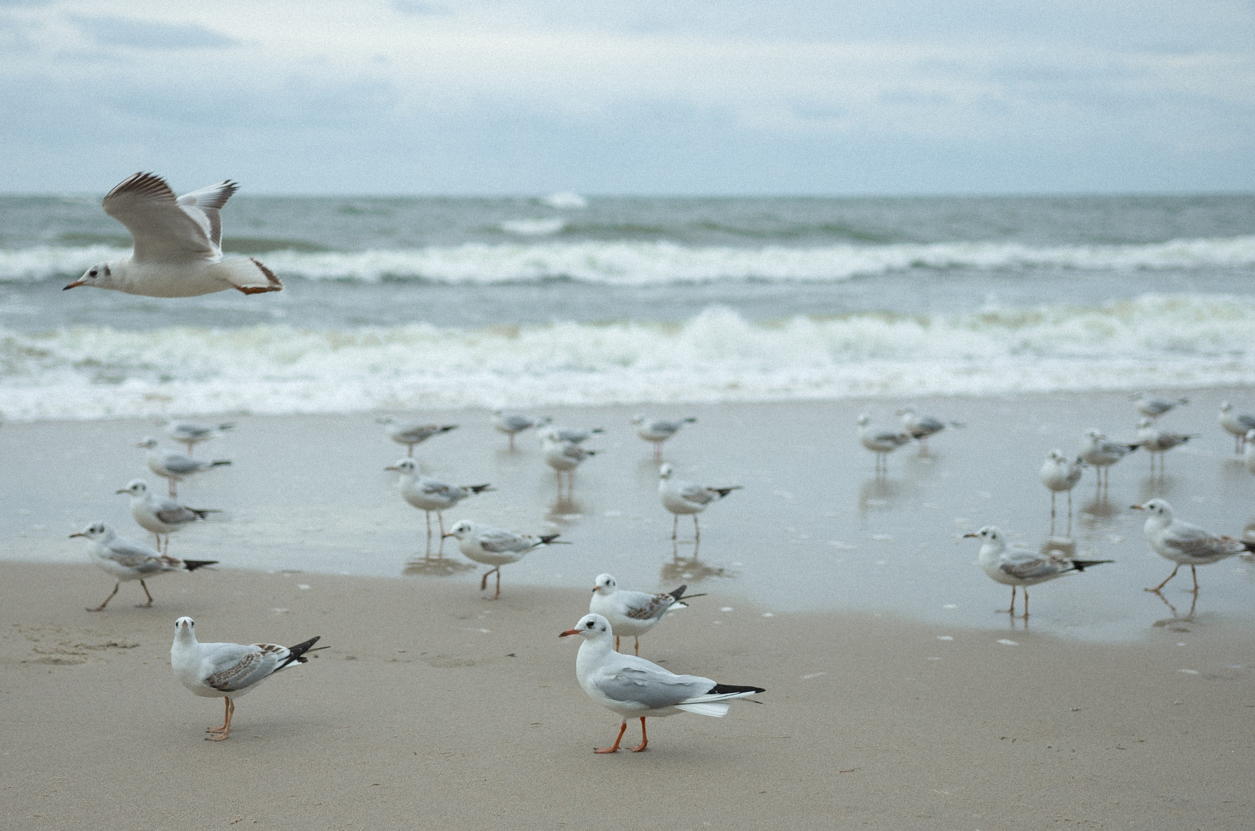 Пляж Светлогорска. Наталья Севрук — фотограф во Владимире