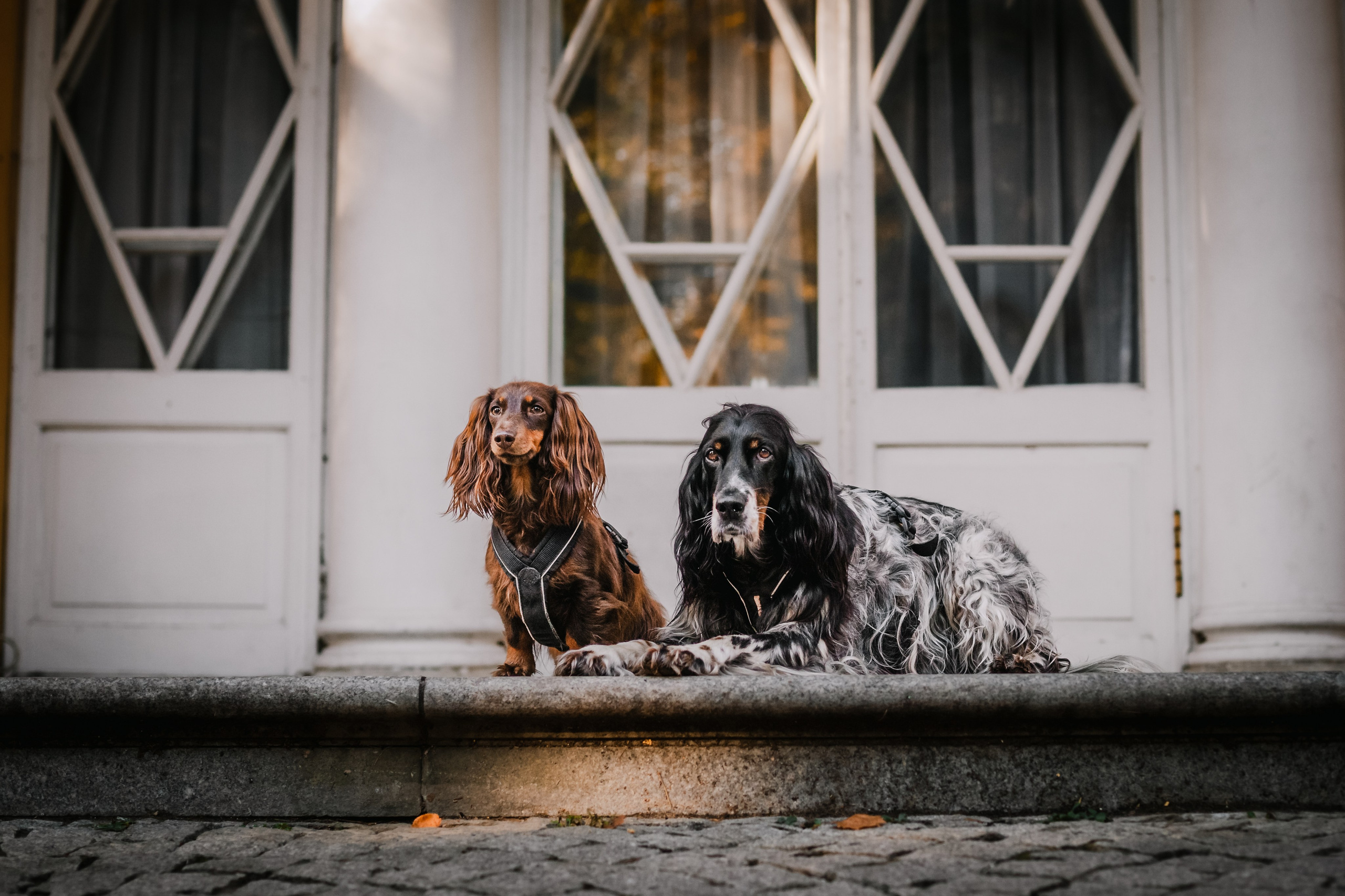 Света, Хайди, Богдана. Фотограф-анималист Татьяна Степанова