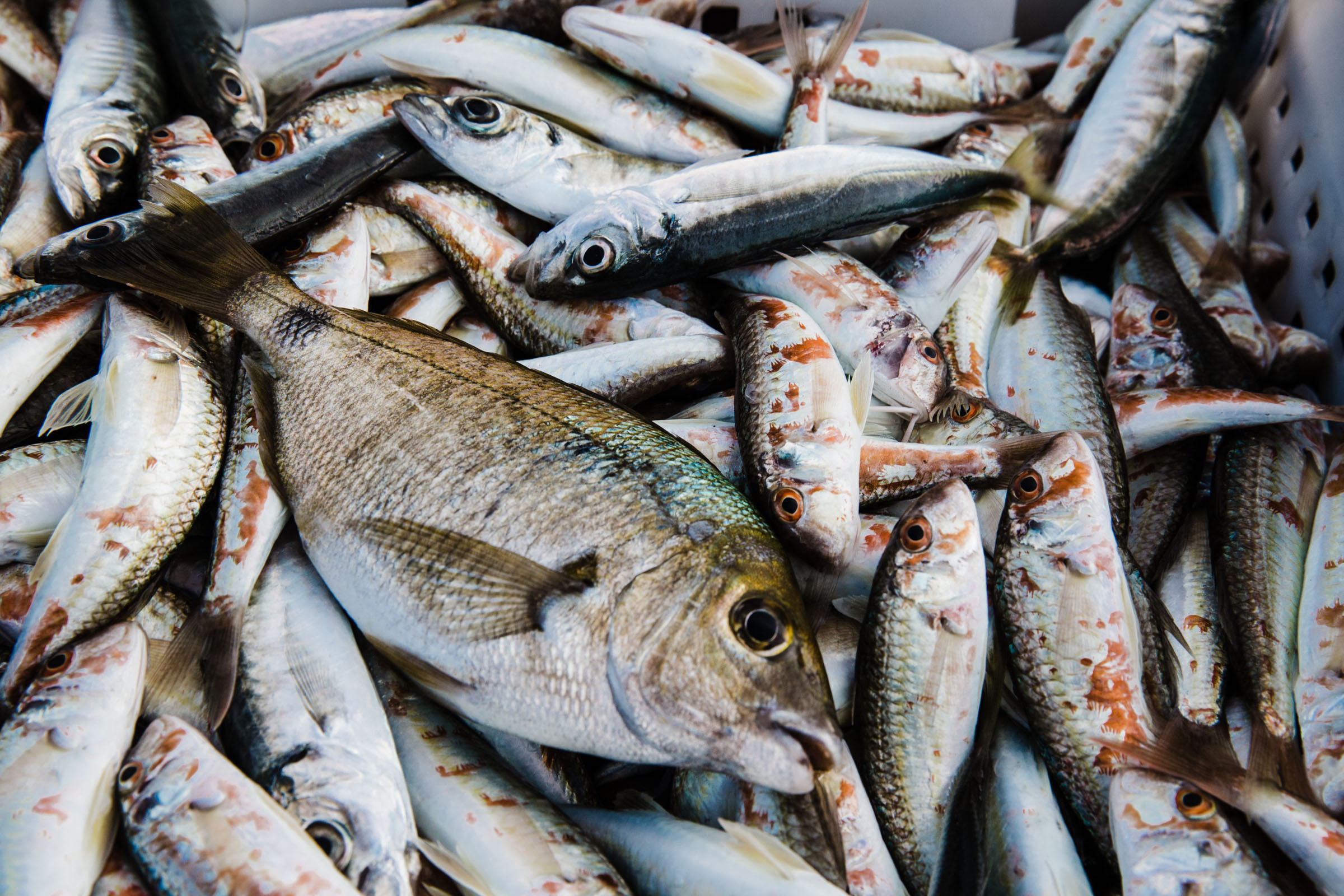 Рыбаки. Фотограф Алутера Ирина