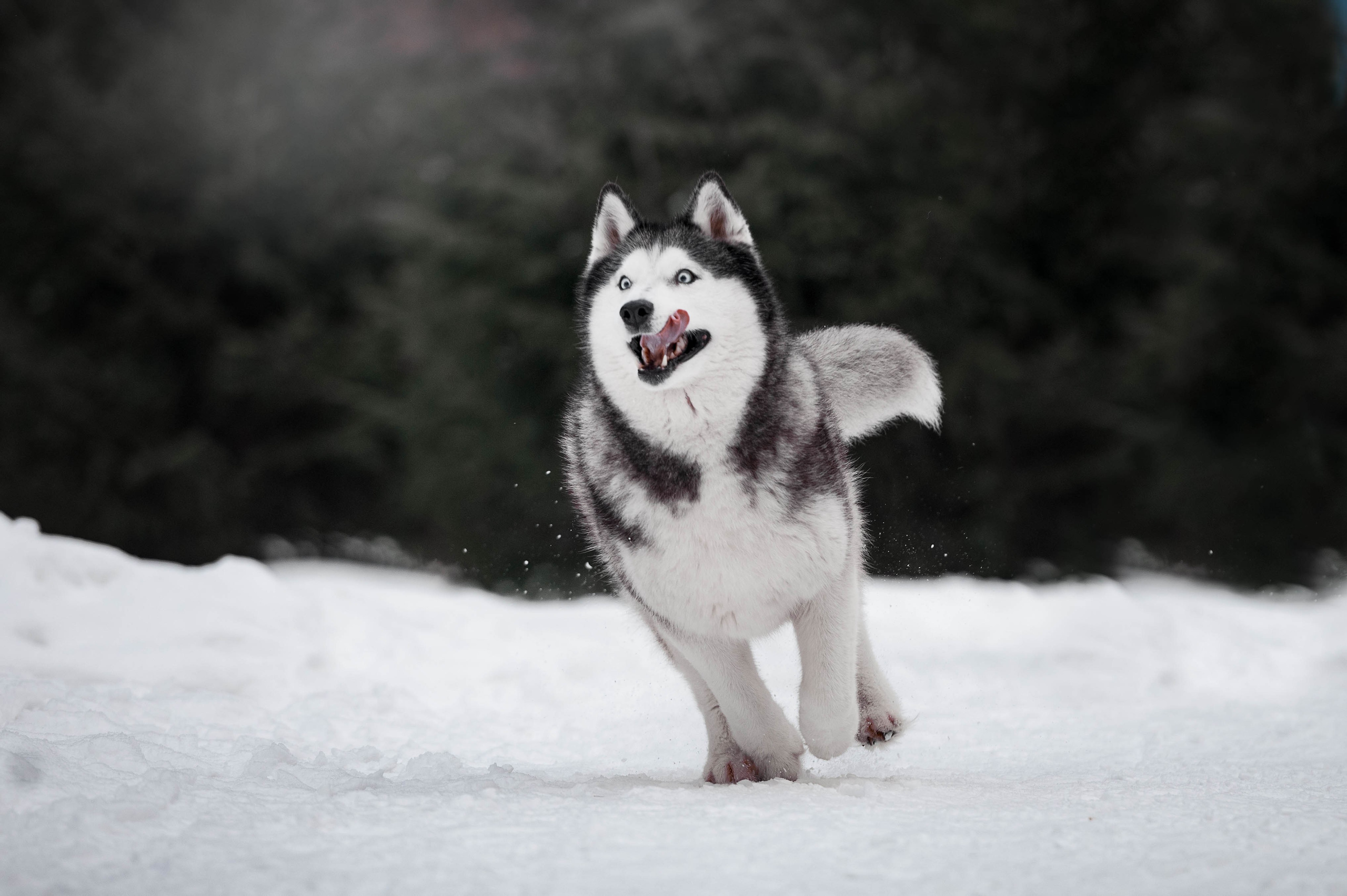 Шанель. Фотограф-анималист