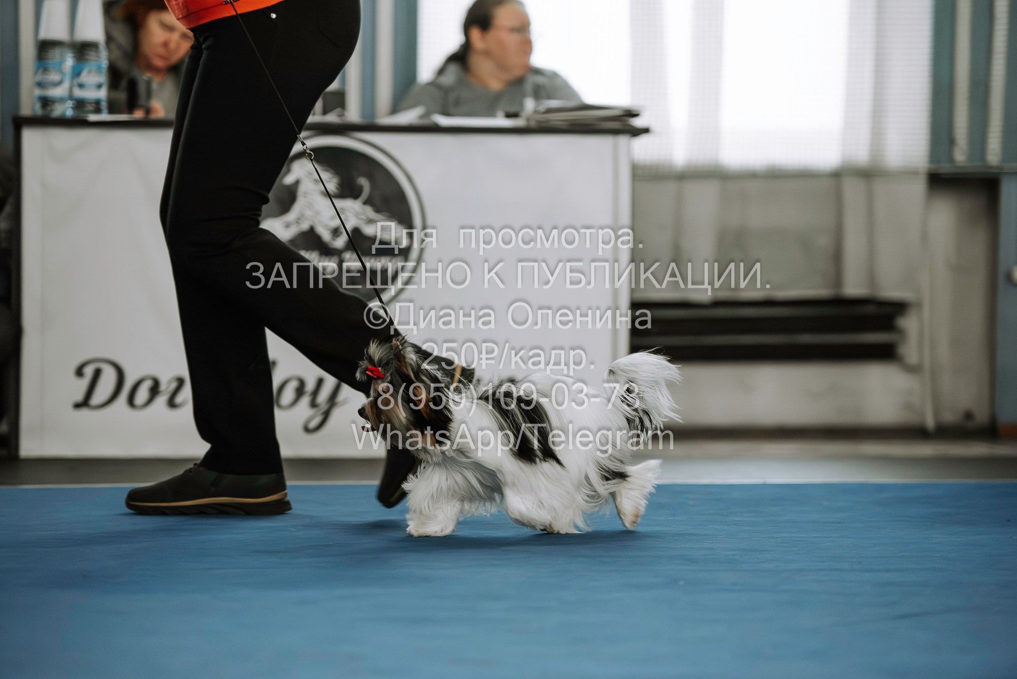 Выставка собак Красноярск 29.10.2023. Фотограф Диана Оленина Красноярск / Братск