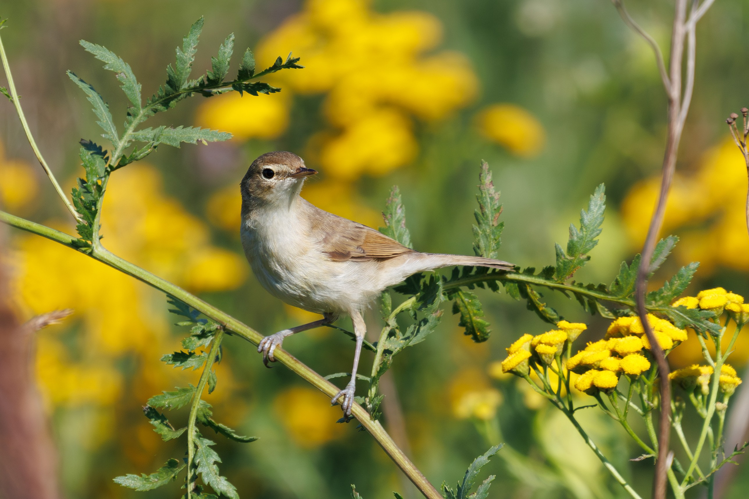 Птицы Москворецкого пойменного заказника. Птицы парков г. Люберцы